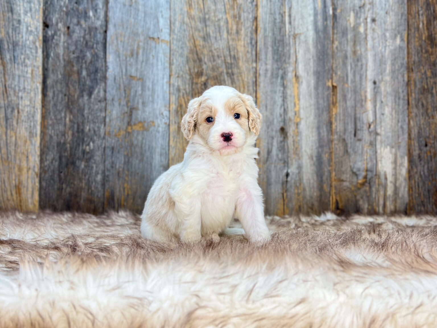 I am just a tiny baby and would love to join your family soon! Of course, you can’t see how cute and curly I will be when I get older, so the Dog Club will send updated photos when I am about 6 to 7 weeks old, if you choose to adopt me. Infant puppy deposits are refundable or transferrable.