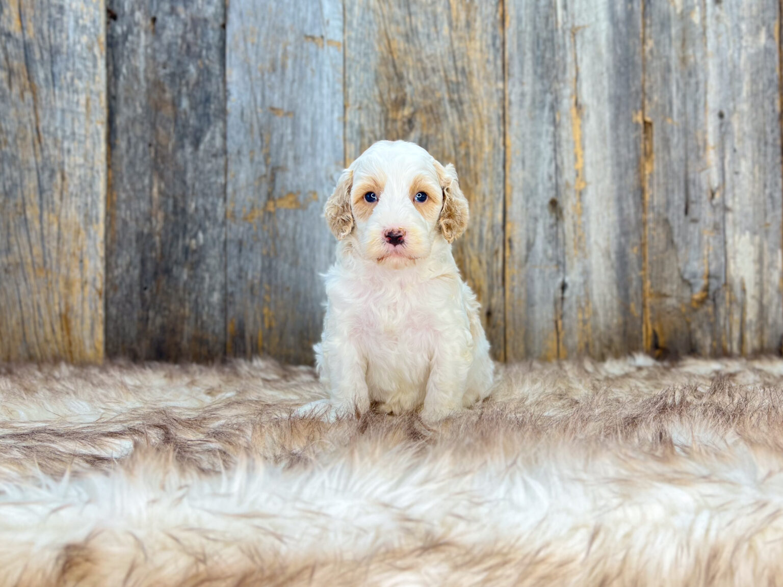 I am just a tiny baby and would love to join your family soon! Of course, you can’t see how cute and curly I will be when I get older, so the Dog Club will send updated photos when I am about 6 to 7 weeks old, if you choose to adopt me. Infant puppy deposits are refundable or transferrable.