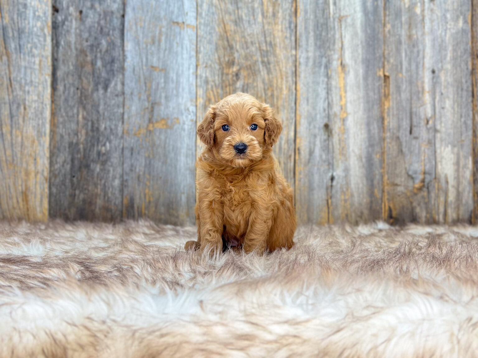 I am just a tiny baby and would love to join your family soon! Of course, you can’t see how cute and curly I will be when I get older, so the Dog Club will send updated photos when I am about 6 to 7 weeks old, if you choose to adopt me. Infant puppy deposits are refundable or transferrable.
