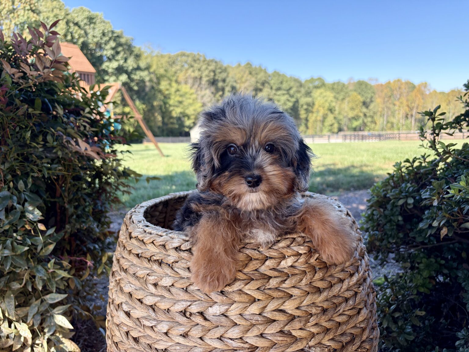 I am just a tiny baby and would love to join your family soon! Of course, you can’t see how cute and curly I will be when I get older, so the Dog Club will send updated photos when I am about 6 to 7 weeks old, if you choose to adopt me. Infant puppy deposits are refundable or transferrable.