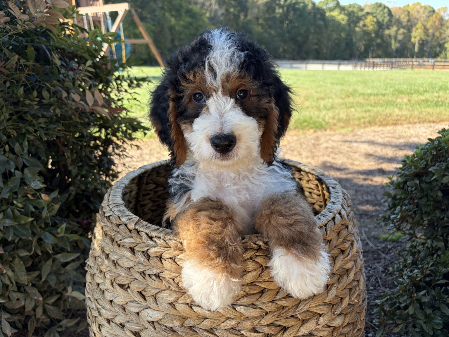 I am just a tiny baby and would love to join your family soon! Of course, you can’t see how cute and curly I will be when I get older, so the Dog Club will send updated photos when I am about 6 to 7 weeks old, if you choose to adopt me. Infant puppy deposits are refundable or transferrable.