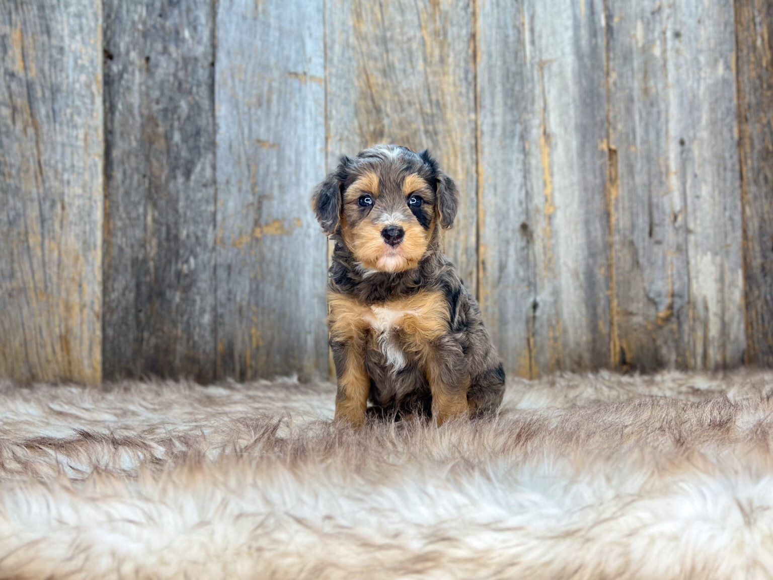 I am just a tiny baby and would love to join your family soon! Of course, you can’t see how cute and curly I will be when I get older, so the Dog Club will send updated photos when I am about 6 to 7 weeks old, if you choose to adopt me. Infant puppy deposits are refundable or transferrable.