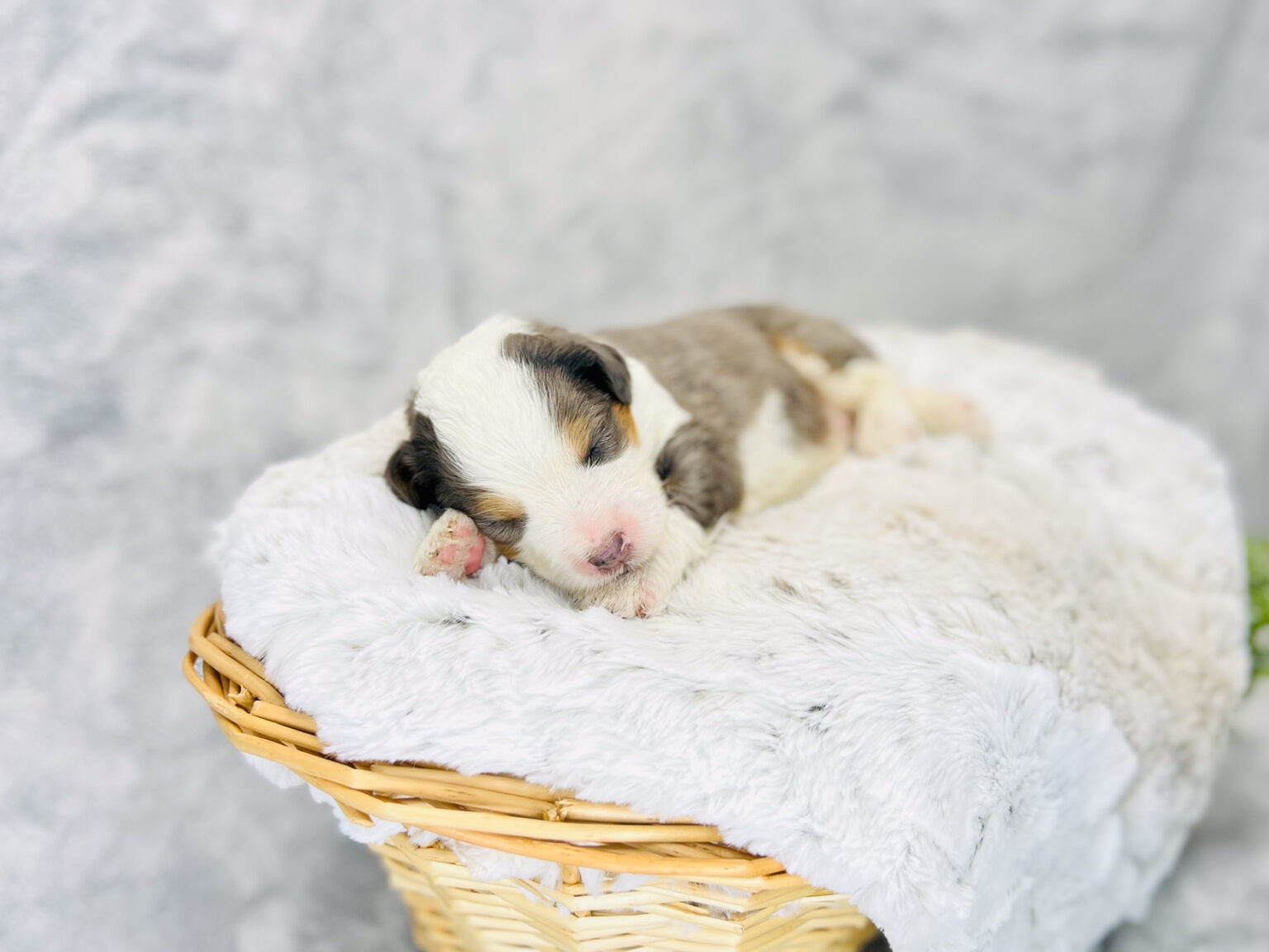 I am just a tiny baby and would love to join your family soon! Of course, you can’t see how cute and curly I will be when I get older, so the Dog Club will send updated photos when I am about 6 to 7 weeks old, if you choose to adopt me. Infant puppy deposits are refundable or transferrable.