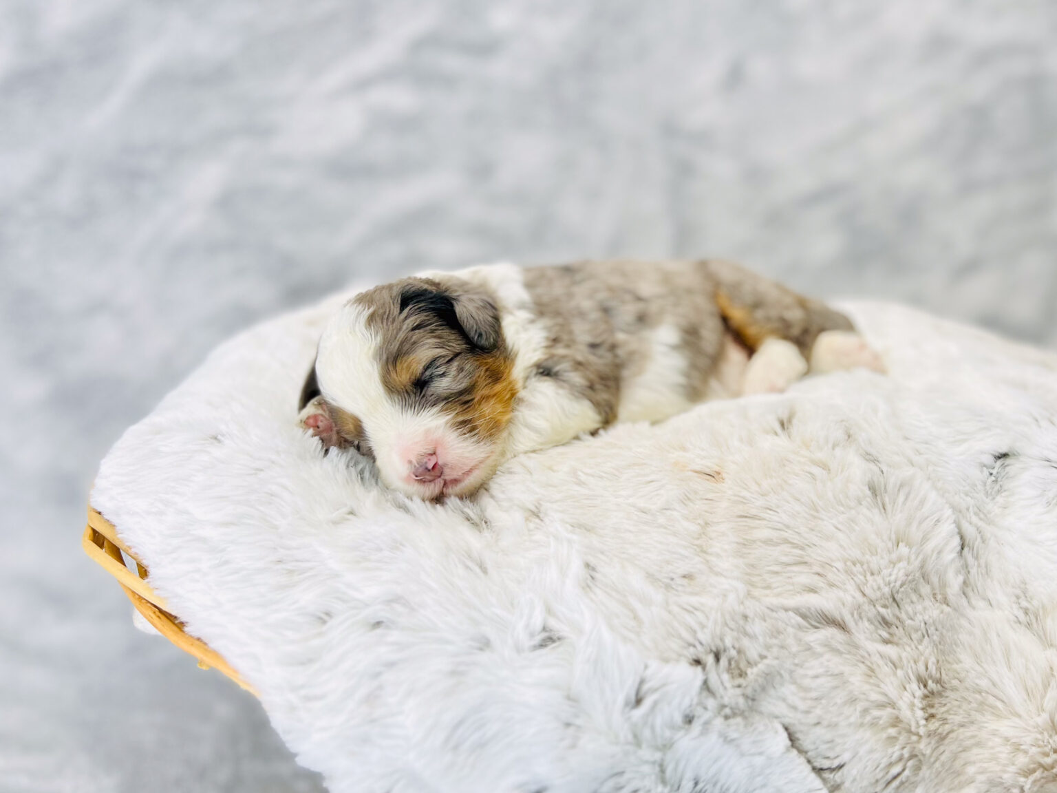 I am just a tiny baby and would love to join your family soon! Of course, you can’t see how cute and curly I will be when I get older, so the Dog Club will send updated photos when I am about 6 to 7 weeks old, if you choose to adopt me. Infant puppy deposits are refundable or transferrable.