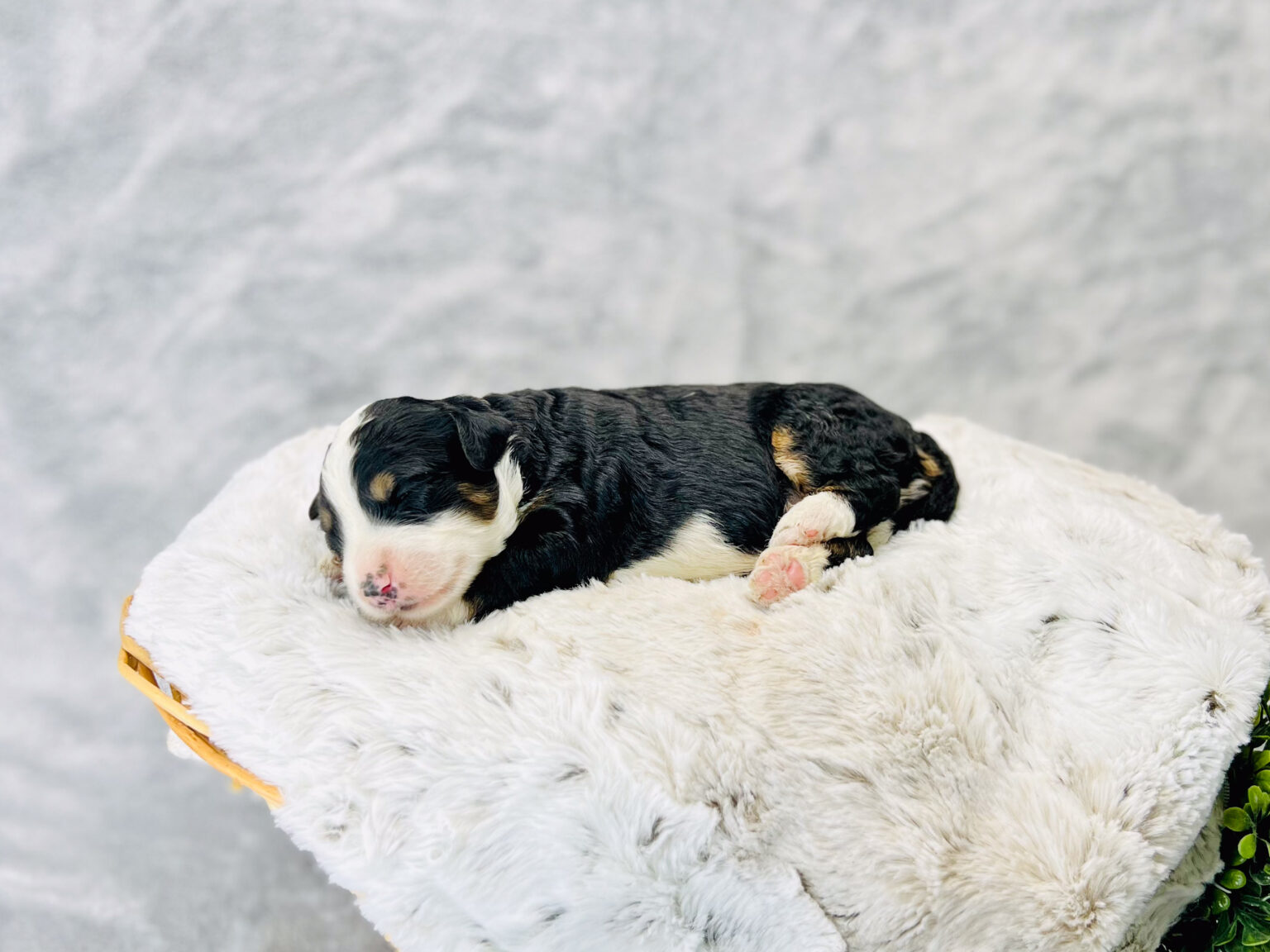 I am just a tiny baby and would love to join your family soon! Of course, you can’t see how cute and curly I will be when I get older, so the Dog Club will send updated photos when I am about 6 to 7 weeks old, if you choose to adopt me. Infant puppy deposits are refundable or transferrable.