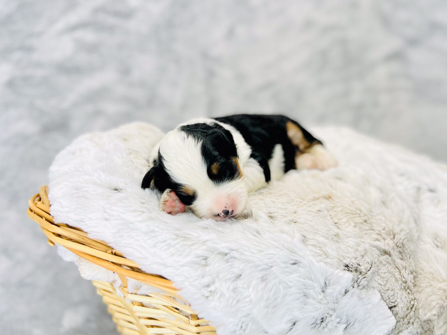 I am just a tiny baby and would love to join your family soon! Of course, you can’t see how cute and curly I will be when I get older, so the Dog Club will send updated photos when I am about 6 to 7 weeks old, if you choose to adopt me. Infant puppy deposits are refundable or transferrable.