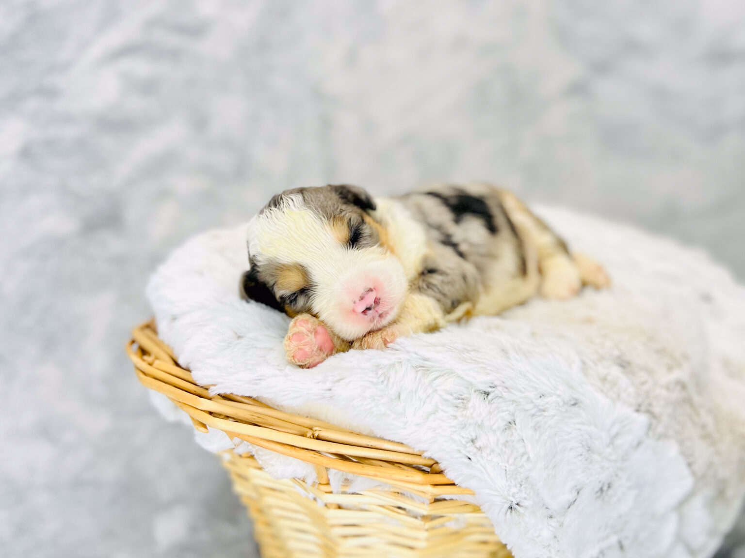 I am just a tiny baby and would love to join your family soon! Of course, you can’t see how cute and curly I will be when I get older, so the Dog Club will send updated photos when I am about 6 to 7 weeks old, if you choose to adopt me. Infant puppy deposits are refundable or transferrable.
