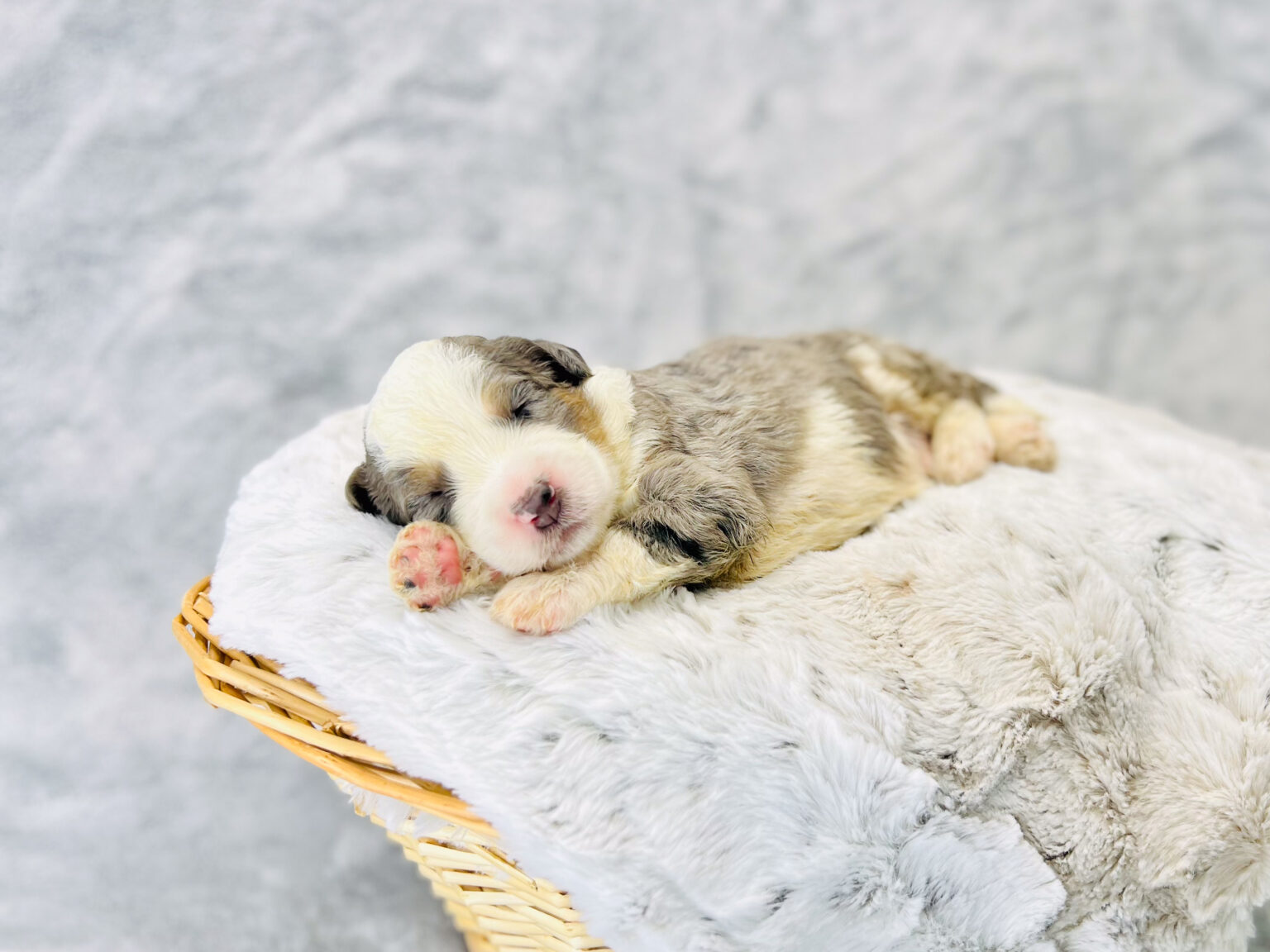 I am just a tiny baby and would love to join your family soon! Of course, you can’t see how cute and curly I will be when I get older, so the Dog Club will send updated photos when I am about 6 to 7 weeks old, if you choose to adopt me. Infant puppy deposits are refundable or transferrable.