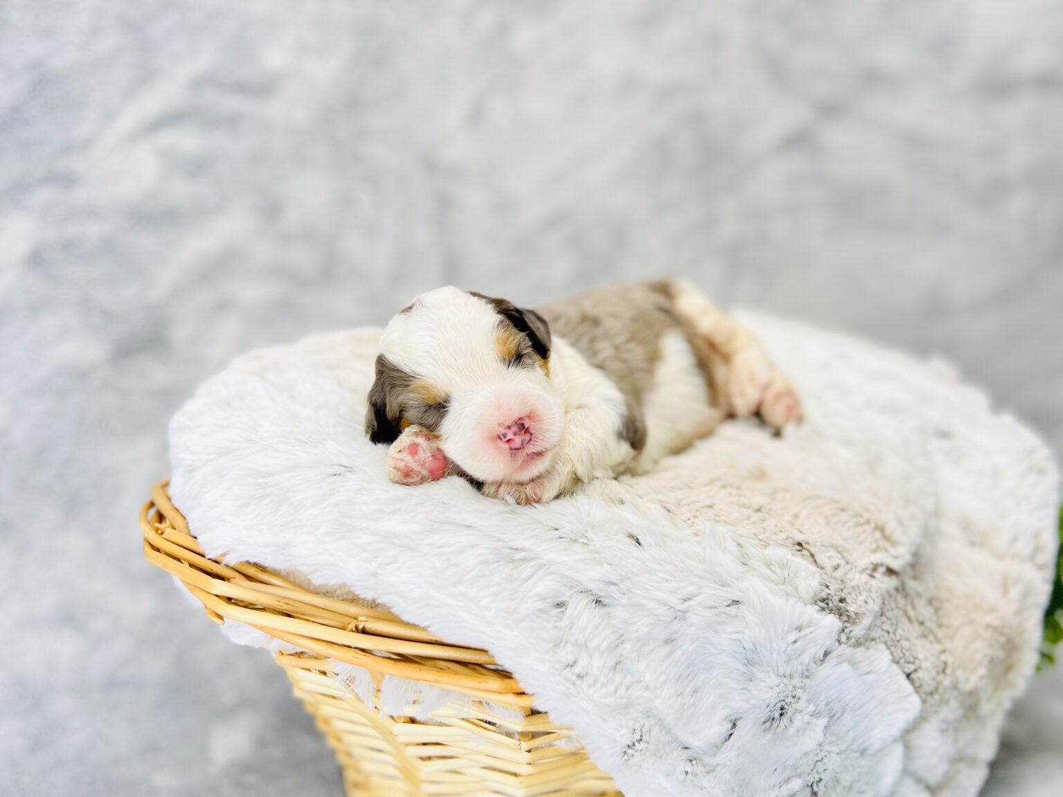 I am just a tiny baby and would love to join your family soon! Of course, you can’t see how cute and curly I will be when I get older, so the Dog Club will send updated photos when I am about 6 to 7 weeks old, if you choose to adopt me. Infant puppy deposits are refundable or transferrable.