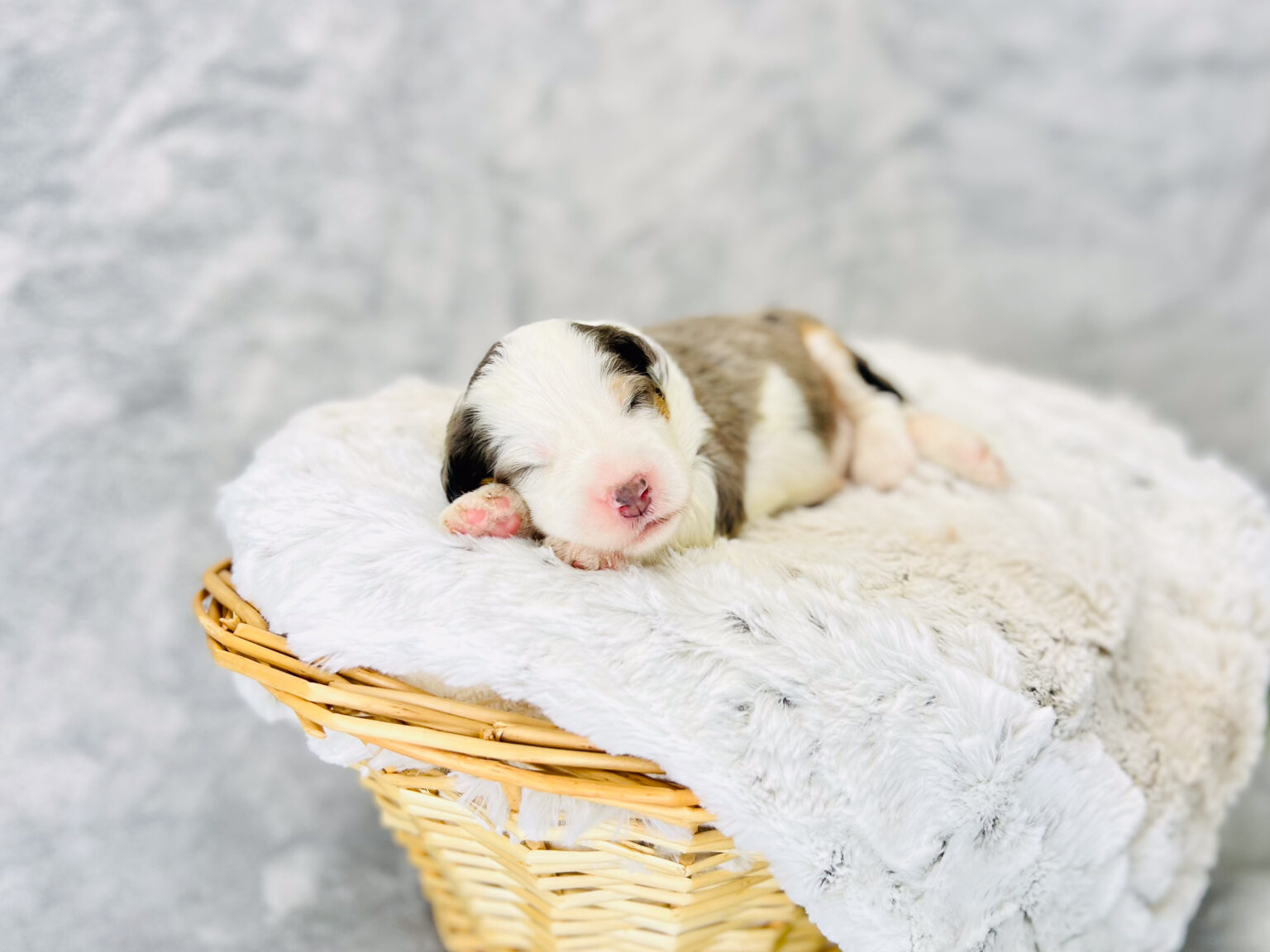 I am just a tiny baby and would love to join your family soon! Of course, you can’t see how cute and curly I will be when I get older, so the Dog Club will send updated photos when I am about 6 to 7 weeks old, if you choose to adopt me. Infant puppy deposits are refundable or transferrable.