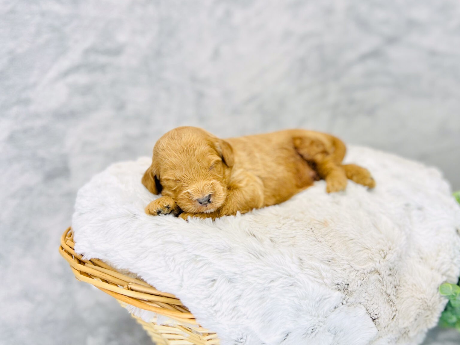 I am just a tiny baby and would love to join your family soon! Of course, you can’t see how cute and curly I will be when I get older, so the Dog Club will send updated photos when I am about 6 to 7 weeks old, if you choose to adopt me. Infant puppy deposits are refundable or transferrable.