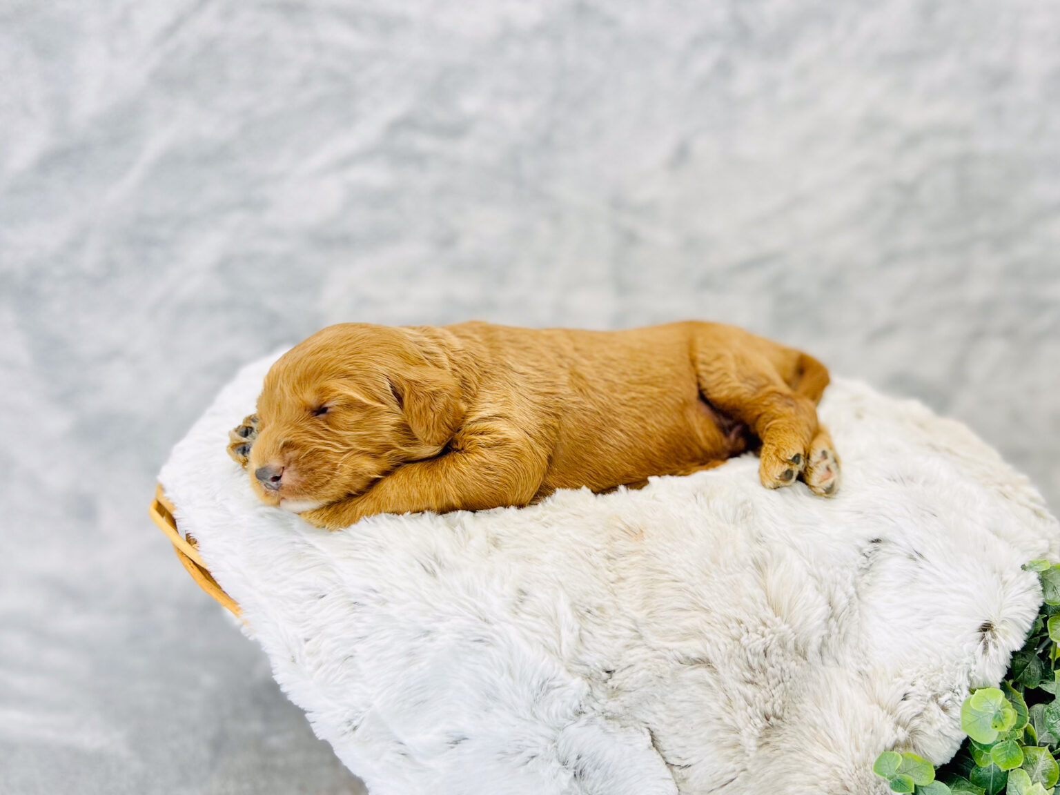 I am just a tiny baby and would love to join your family soon! Of course, you can’t see how cute and curly I will be when I get older, so the Dog Club will send updated photos when I am about 6 to 7 weeks old, if you choose to adopt me. Infant puppy deposits are refundable or transferrable.