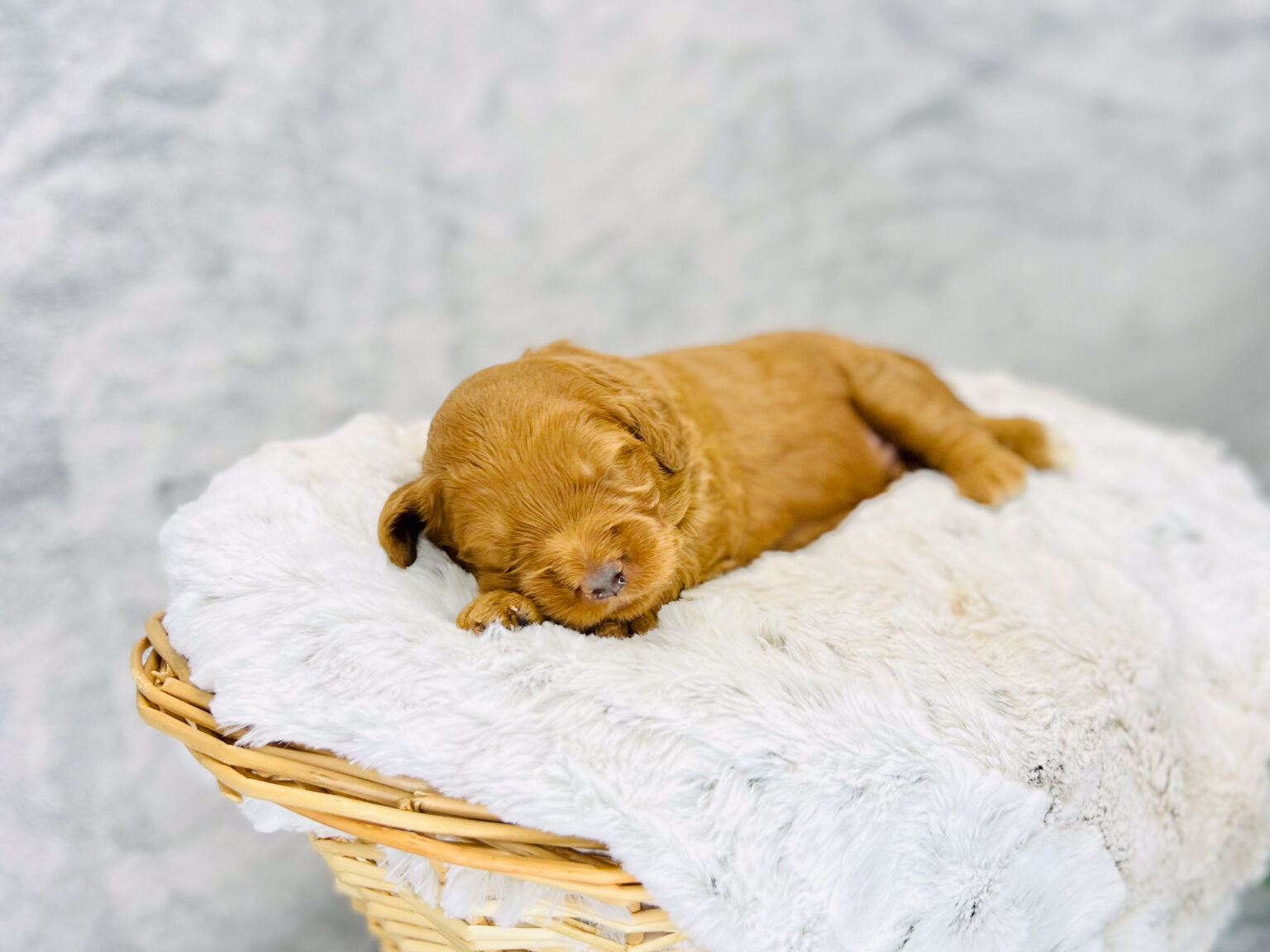 I am just a tiny baby and would love to join your family soon! Of course, you can’t see how cute and curly I will be when I get older, so the Dog Club will send updated photos when I am about 6 to 7 weeks old, if you choose to adopt me. Infant puppy deposits are refundable or transferrable.