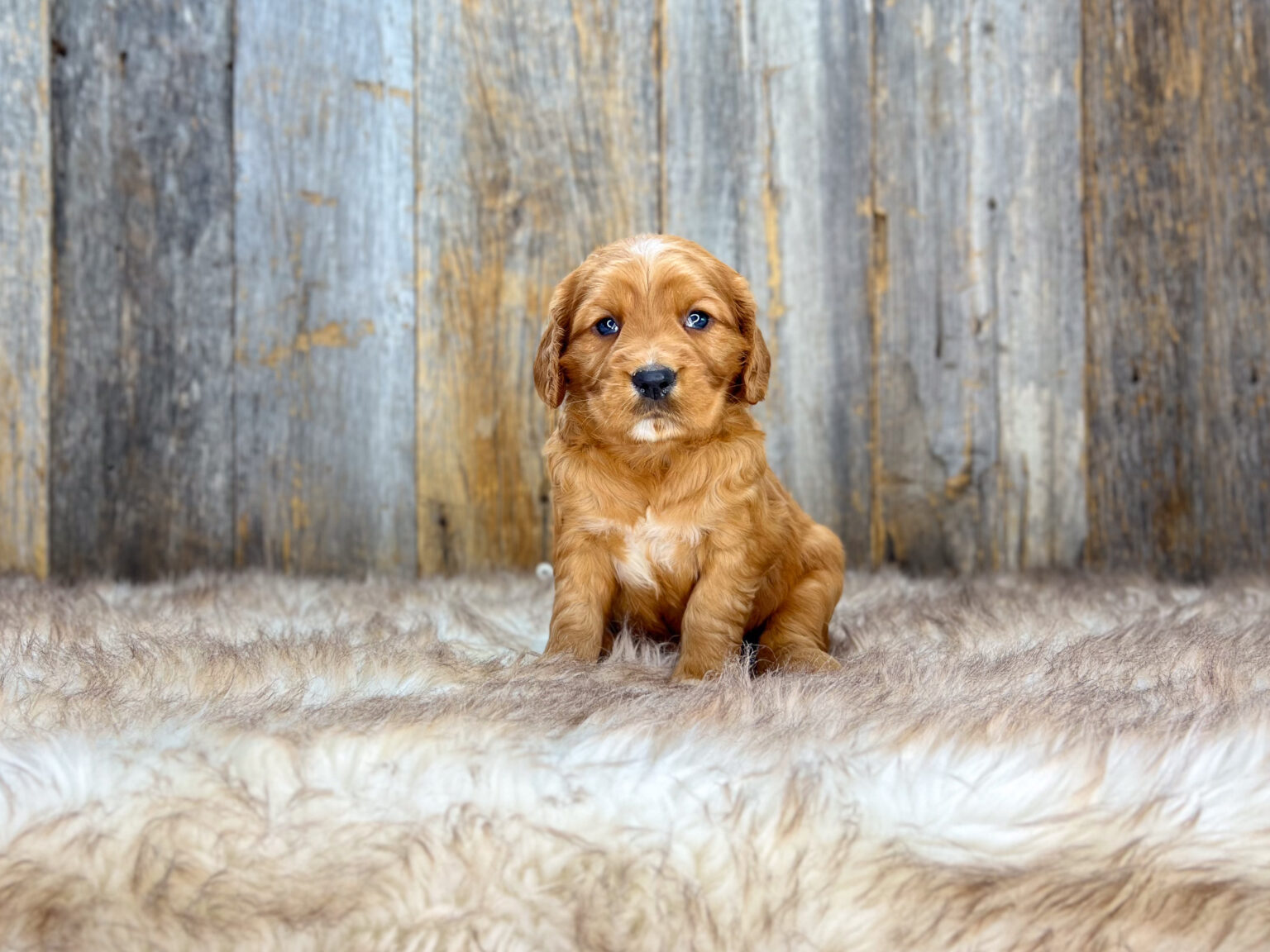 I am just a tiny baby and would love to join your family soon! Of course, you can’t see how cute and curly I will be when I get older, so the Dog Club will send updated photos when I am about 6 to 7 weeks old, if you choose to adopt me. Infant puppy deposits are refundable or transferrable.
