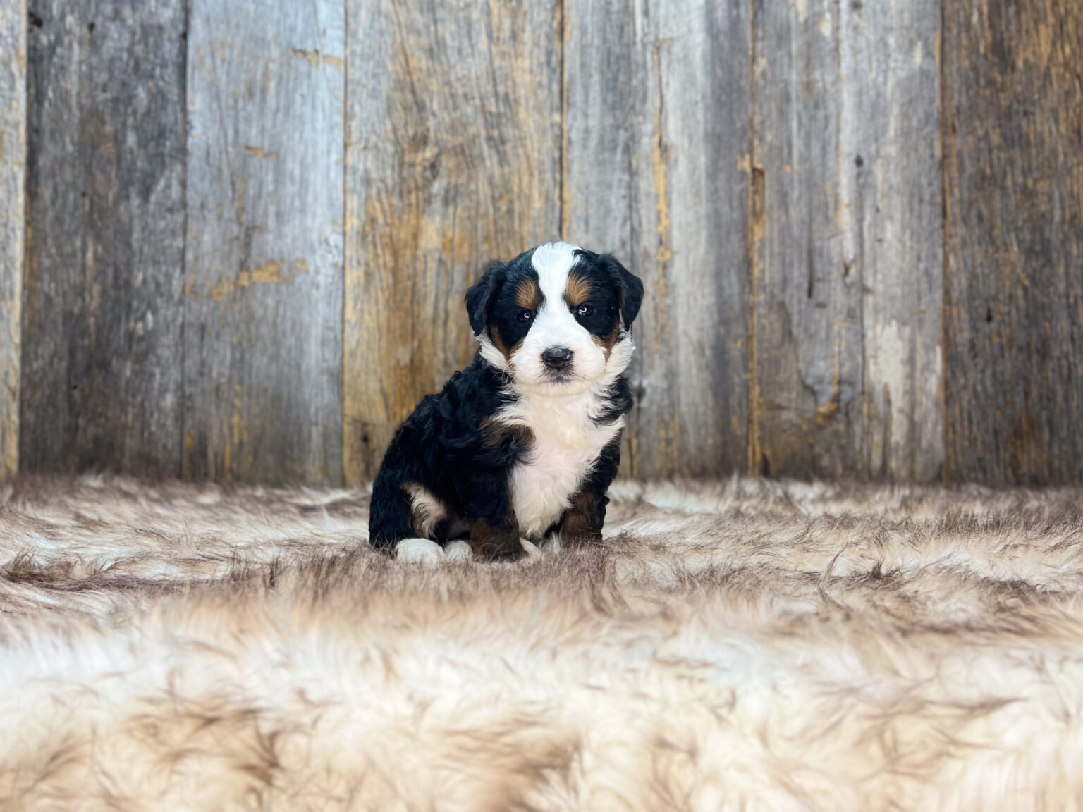 I am just a tiny baby and would love to join your family soon! Of course, you can’t see how cute and curly I will be when I get older, so the Dog Club will send updated photos when I am about 6 to 7 weeks old, if you choose to adopt me. Infant puppy deposits are refundable or transferrable.