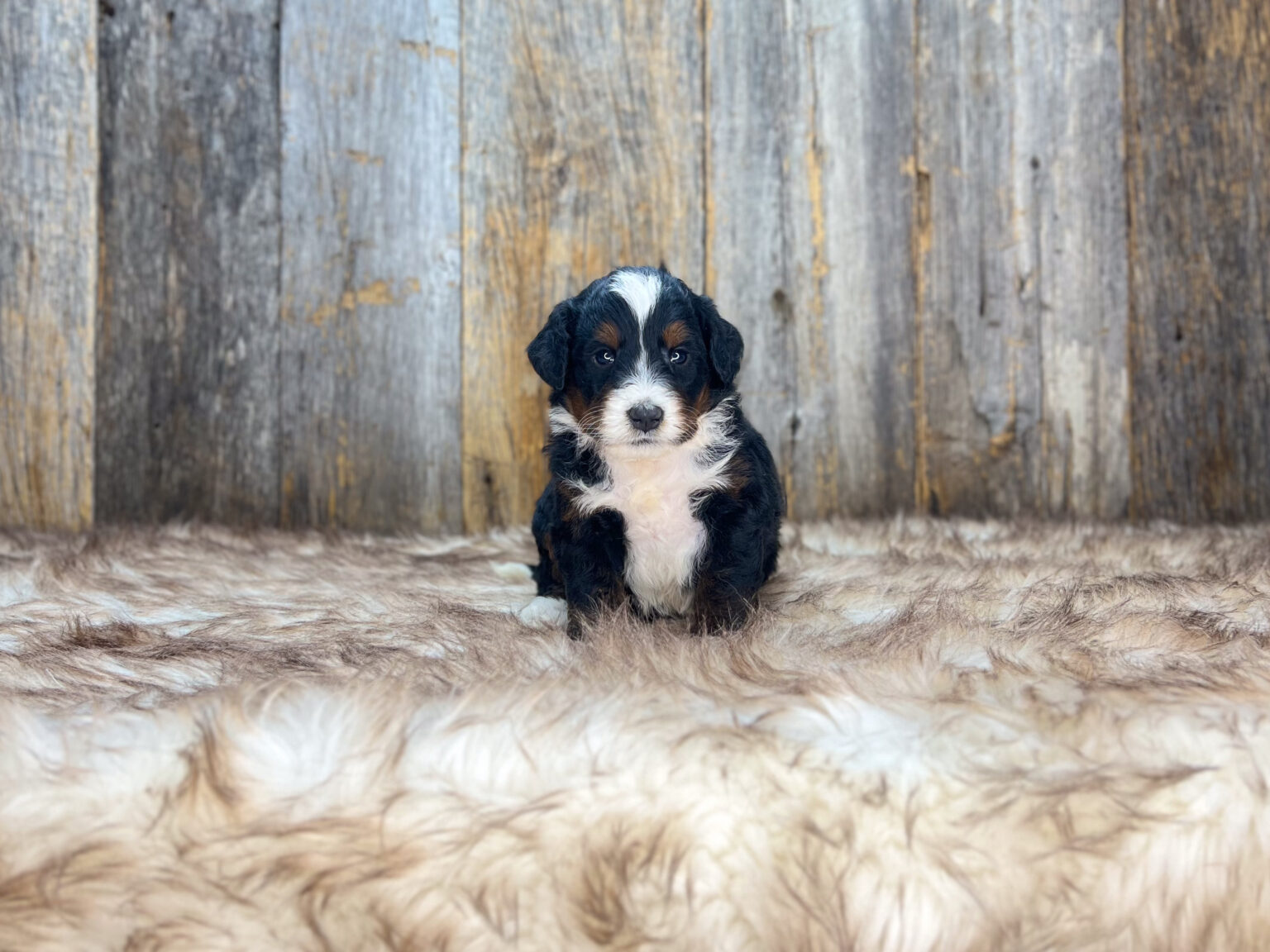 I am just a tiny baby and would love to join your family soon! Of course, you can’t see how cute and curly I will be when I get older, so the Dog Club will send updated photos when I am about 6 to 7 weeks old, if you choose to adopt me. Infant puppy deposits are refundable or transferrable.