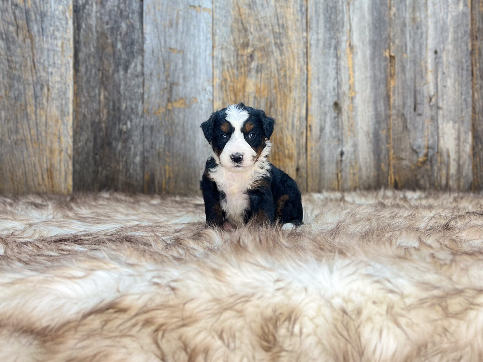 I am just a tiny baby and would love to join your family soon! Of course, you can’t see how cute and curly I will be when I get older, so the Dog Club will send updated photos when I am about 6 to 7 weeks old, if you choose to adopt me. Infant puppy deposits are refundable or transferrable.