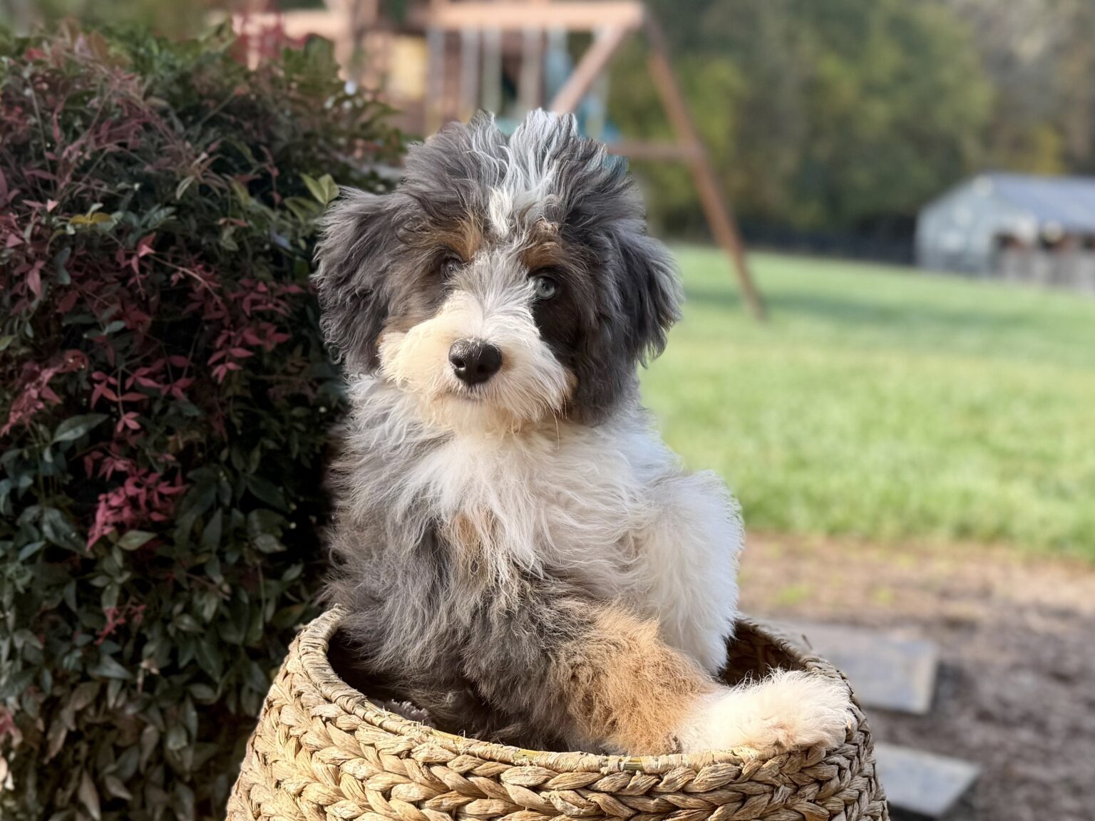 I am just a tiny baby and would love to join your family soon! Of course, you can’t see how cute and curly I will be when I get older, so the Dog Club will send updated photos when I am about 6 to 7 weeks old, if you choose to adopt me. Infant puppy deposits are refundable or transferrable.