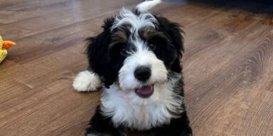 Which Doodle Puppy Is Right for Your Family? A Breed Comparison Guide