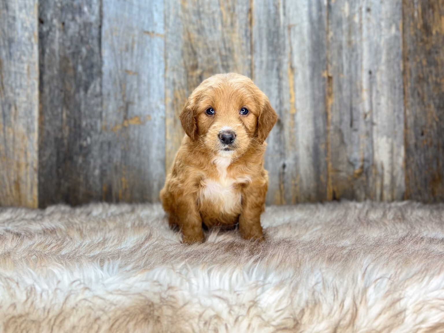 I am just a tiny baby and would love to join your family soon! Of course, you can’t see how cute and curly I will be when I get older, so the Dog Club will send updated photos when I am about 6 to 7 weeks old, if you choose to adopt me. Infant puppy deposits are refundable or transferrable.