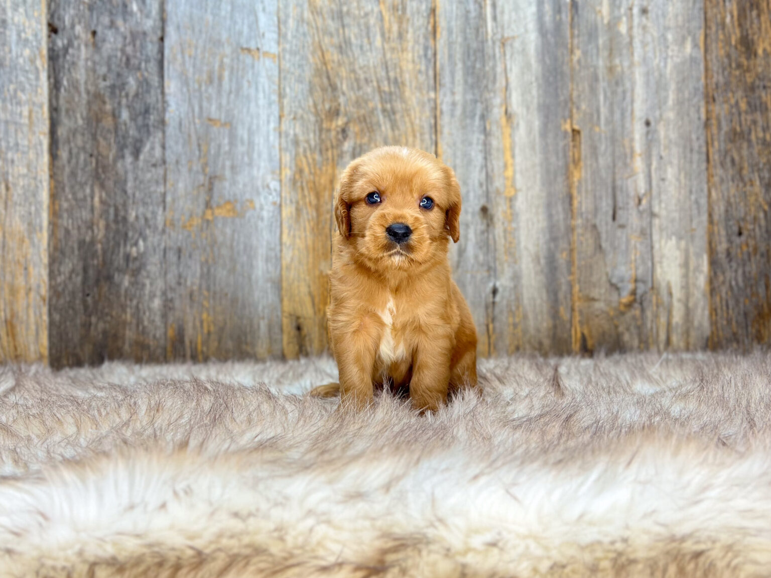 I am just a tiny baby and would love to join your family soon! Of course, you can’t see how cute and curly I will be when I get older, so the Dog Club will send updated photos when I am about 6 to 7 weeks old, if you choose to adopt me. Infant puppy deposits are refundable or transferrable.