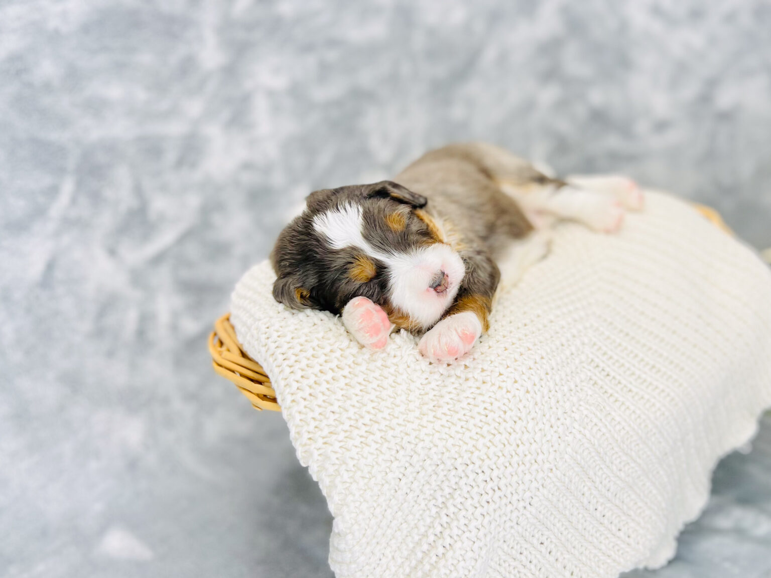 I am just a tiny baby and would love to join your family soon! Of course, you can’t see how cute and curly I will be when I get older, so the Dog Club will send updated photos when I am about 6 to 7 weeks old, if you choose to adopt me. Infant puppy deposits are refundable or transferrable.