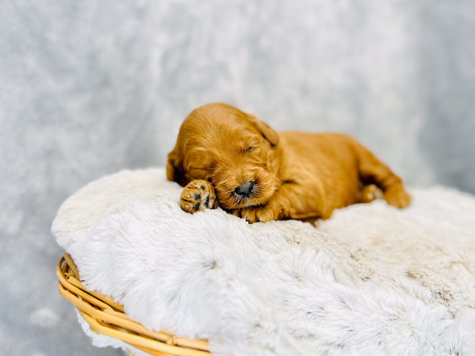 I am just a tiny baby and would love to join your family soon! Of course, you can’t see how cute and curly I will be when I get older, so the Dog Club will send updated photos when I am about 6 to 7 weeks old, if you choose to adopt me. Infant puppy deposits are refundable or transferrable.