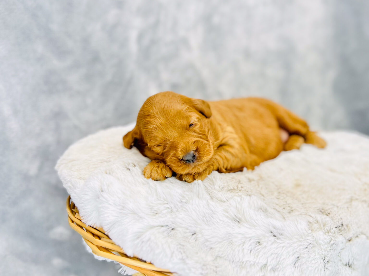 I am just a tiny baby and would love to join your family soon! Of course, you can’t see how cute and curly I will be when I get older, so the Dog Club will send updated photos when I am about 6 to 7 weeks old, if you choose to adopt me. Infant puppy deposits are refundable or transferrable.