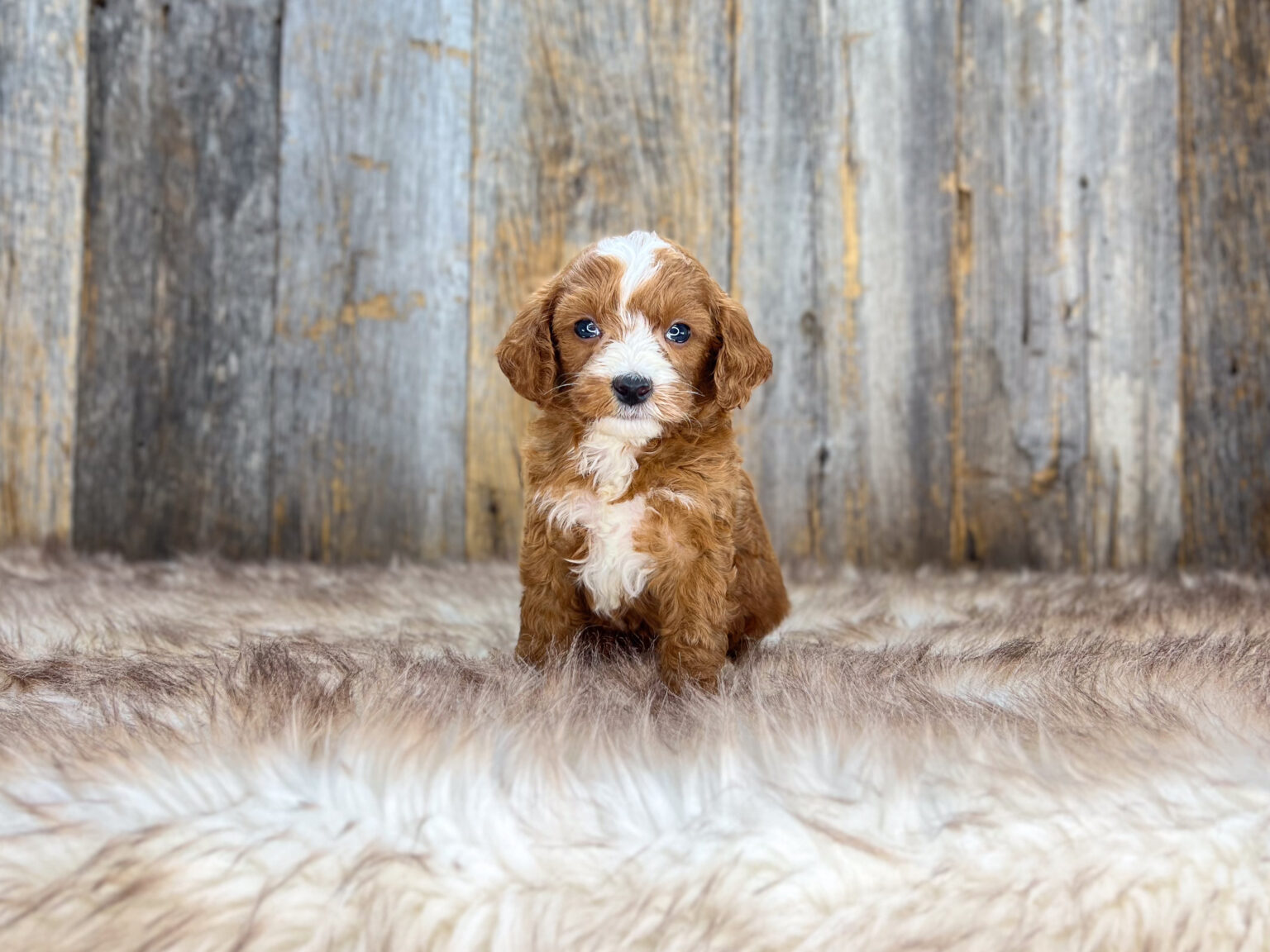 I am just a tiny baby and would love to join your family soon! Of course, you can’t see how cute and curly I will be when I get older, so the Dog Club will send updated photos when I am about 6 to 7 weeks old, if you choose to adopt me. Infant puppy deposits are refundable or transferrable.