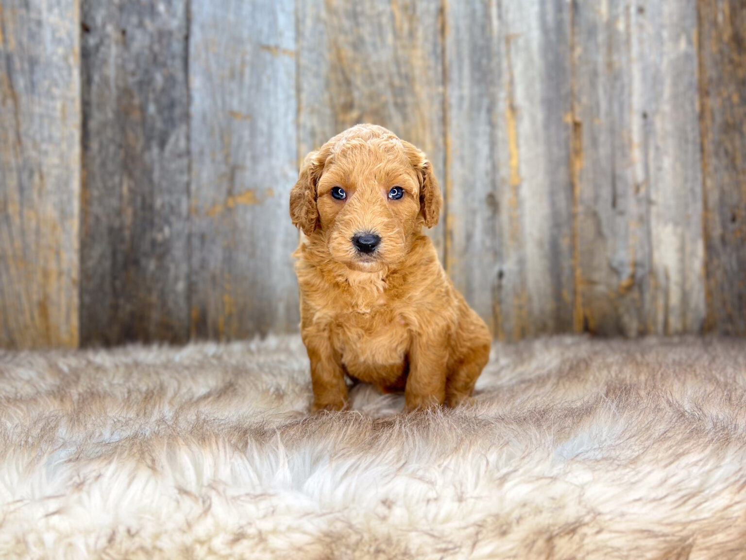 I am just a tiny baby and would love to join your family soon! Of course, you can’t see how cute and curly I will be when I get older, so the Dog Club will send updated photos when I am about 6 to 7 weeks old, if you choose to adopt me. Infant puppy deposits are refundable or transferrable.
