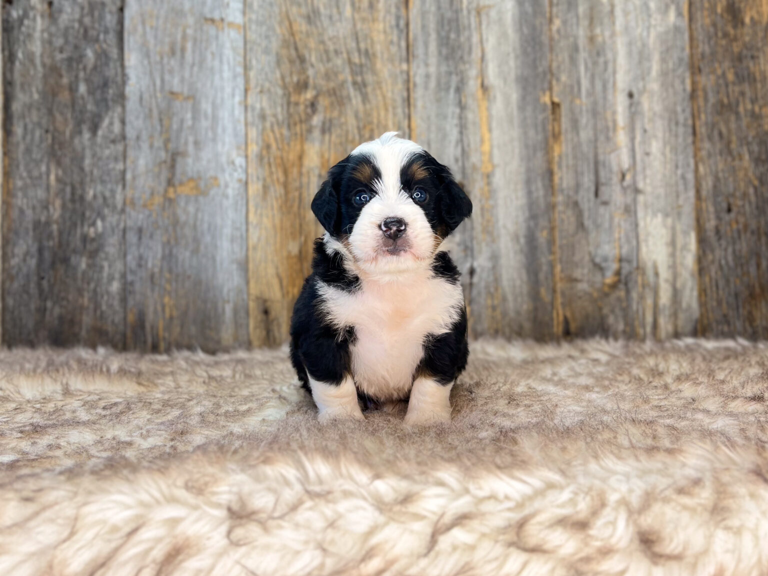 I am just a tiny baby and would love to join your family soon! Of course, you can’t see how cute and curly I will be when I get older, so the Dog Club will send updated photos when I am about 6 to 7 weeks old, if you choose to adopt me. Infant puppy deposits are refundable or transferrable.