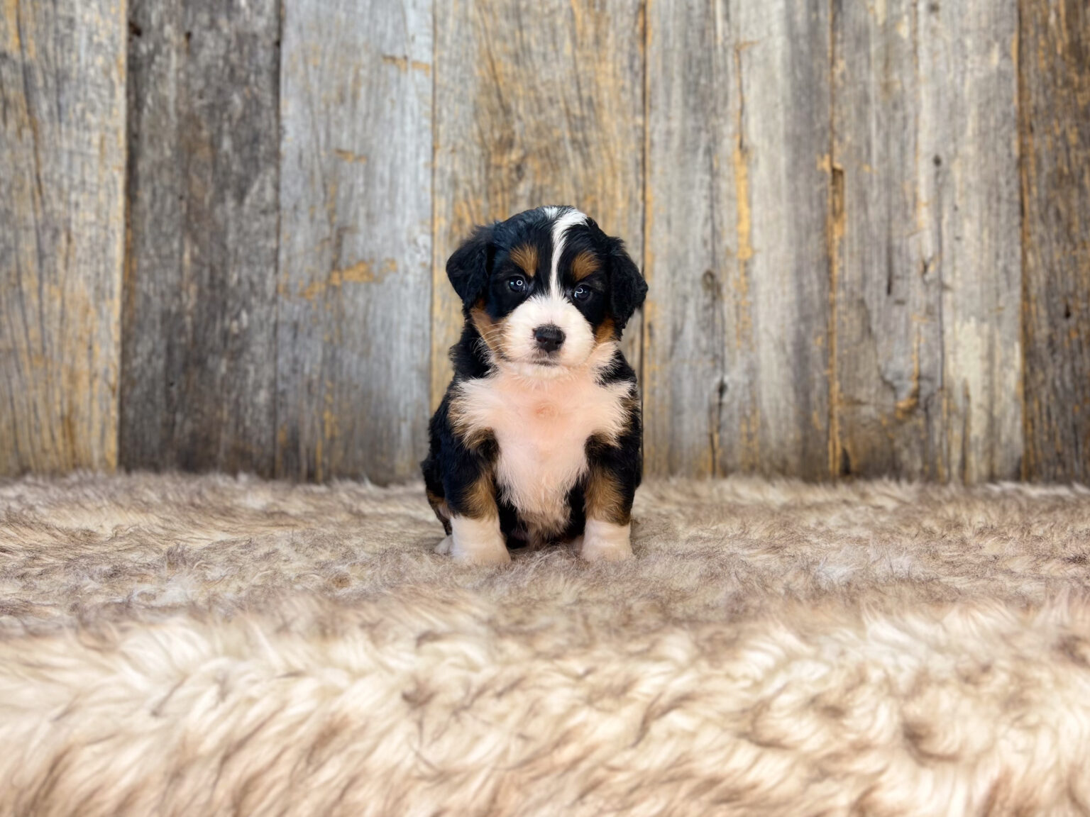 I am just a tiny baby and would love to join your family soon! Of course, you can’t see how cute and curly I will be when I get older, so the Dog Club will send updated photos when I am about 6 to 7 weeks old, if you choose to adopt me. Infant puppy deposits are refundable or transferrable.