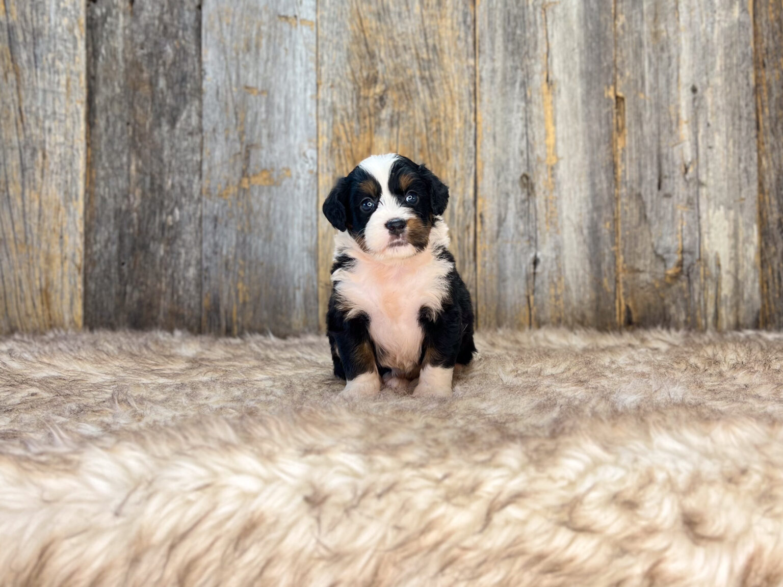 I am just a tiny baby and would love to join your family soon! Of course, you can’t see how cute and curly I will be when I get older, so the Dog Club will send updated photos when I am about 6 to 7 weeks old, if you choose to adopt me. Infant puppy deposits are refundable or transferrable.