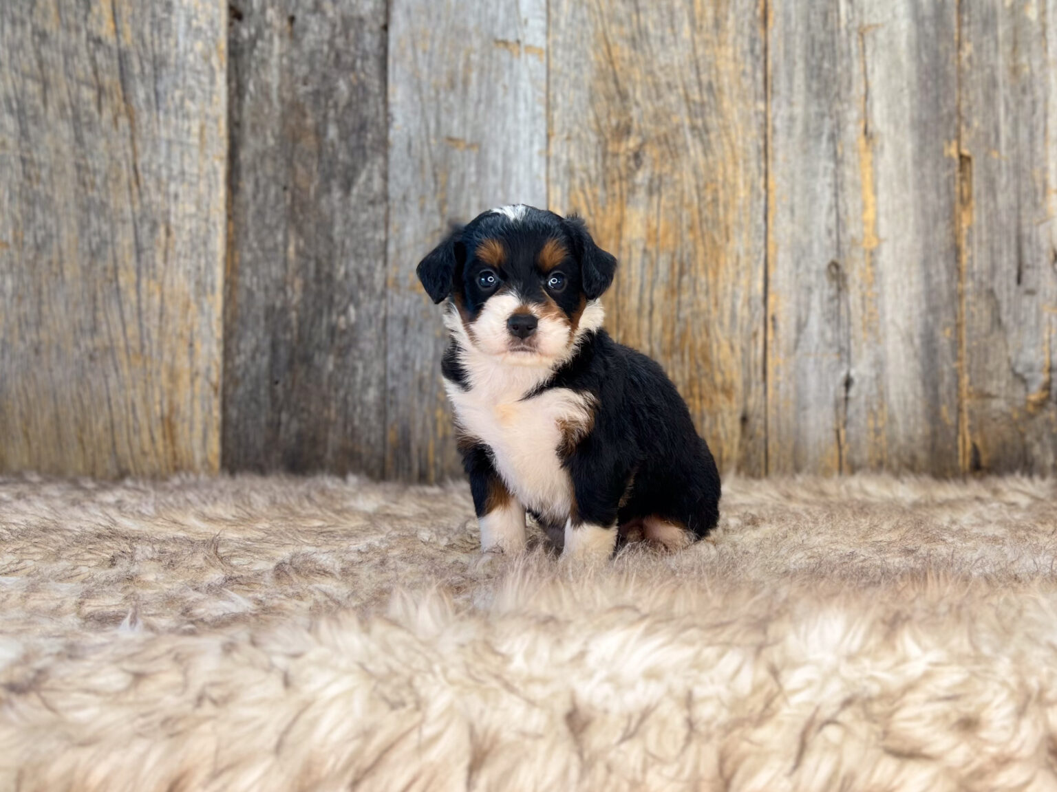 I am just a tiny baby and would love to join your family soon! Of course, you can’t see how cute and curly I will be when I get older, so the Dog Club will send updated photos when I am about 6 to 7 weeks old, if you choose to adopt me. Infant puppy deposits are refundable or transferrable.