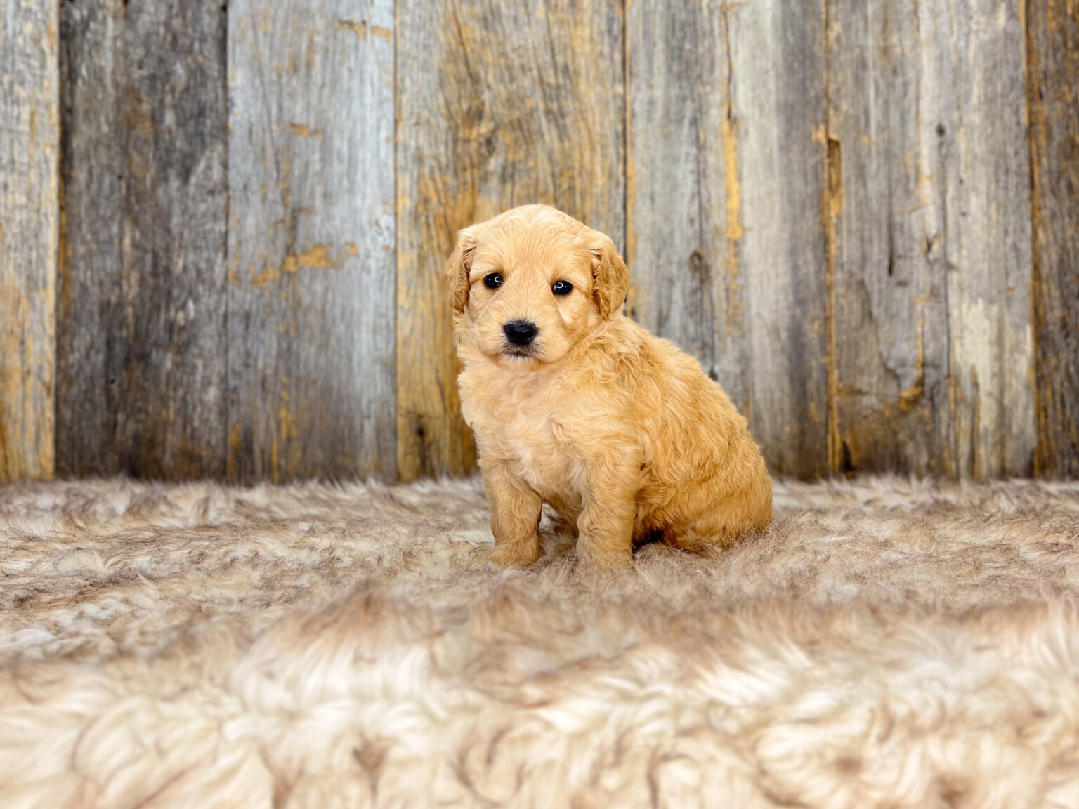 I am just a tiny baby and would love to join your family soon! Of course, you can’t see how cute and curly I will be when I get older, so the Dog Club will send updated photos when I am about 6 to 7 weeks old, if you choose to adopt me. Infant puppy deposits are refundable or transferrable.