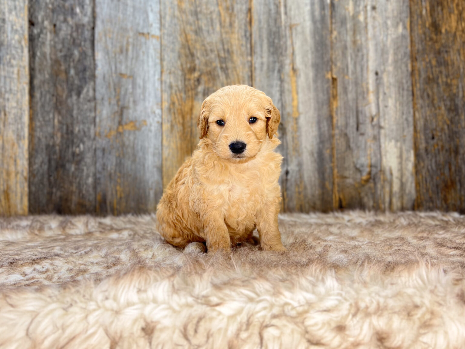 I am just a tiny baby and would love to join your family soon! Of course, you can’t see how cute and curly I will be when I get older, so the Dog Club will send updated photos when I am about 6 to 7 weeks old, if you choose to adopt me. Infant puppy deposits are refundable or transferrable.