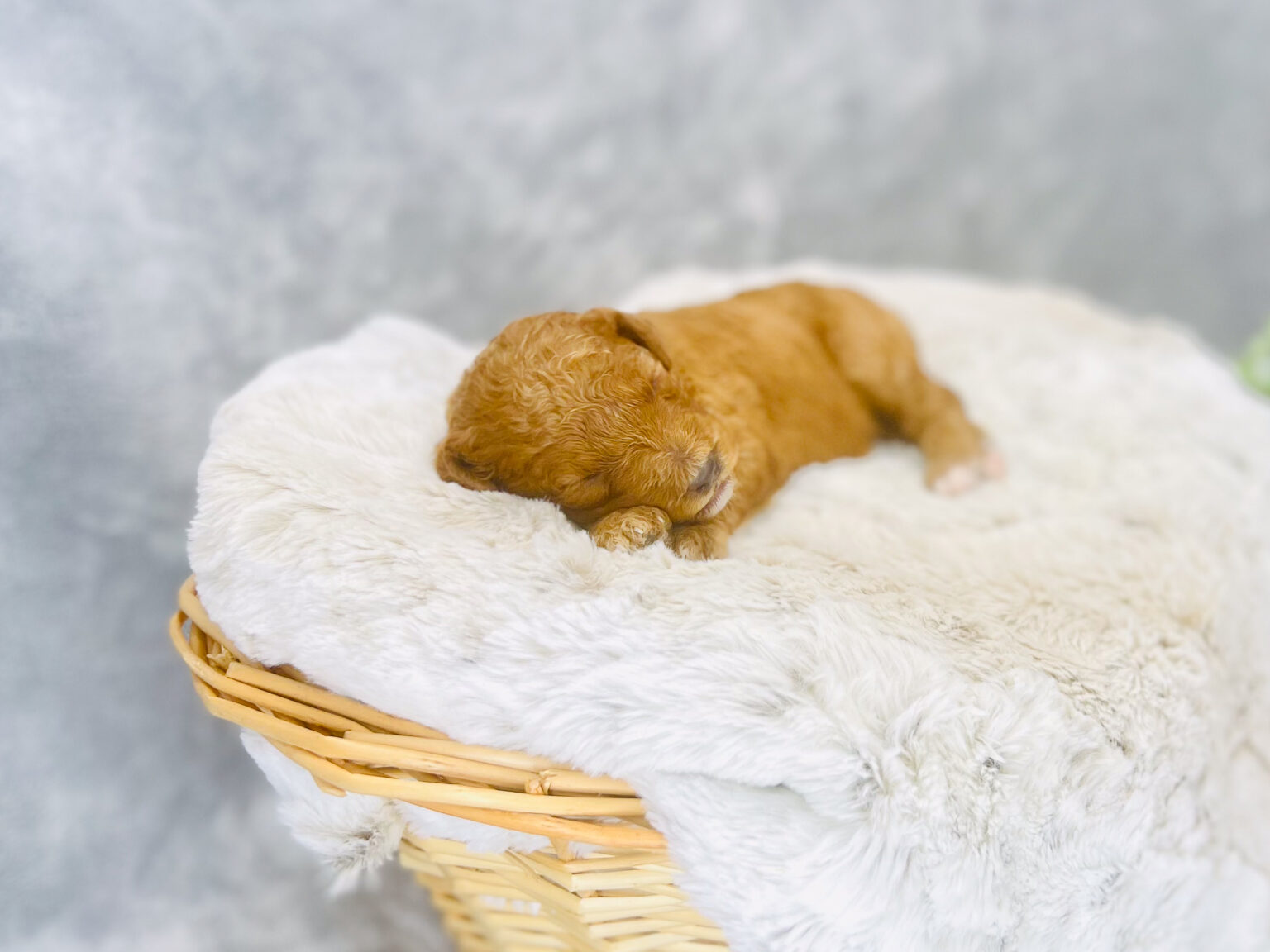 I am just a tiny baby and would love to join your family soon! Of course, you can’t see how cute and curly I will be when I get older, so the Dog Club will send updated photos when I am about 6 to 7 weeks old, if you choose to adopt me. Infant puppy deposits are refundable or transferrable.