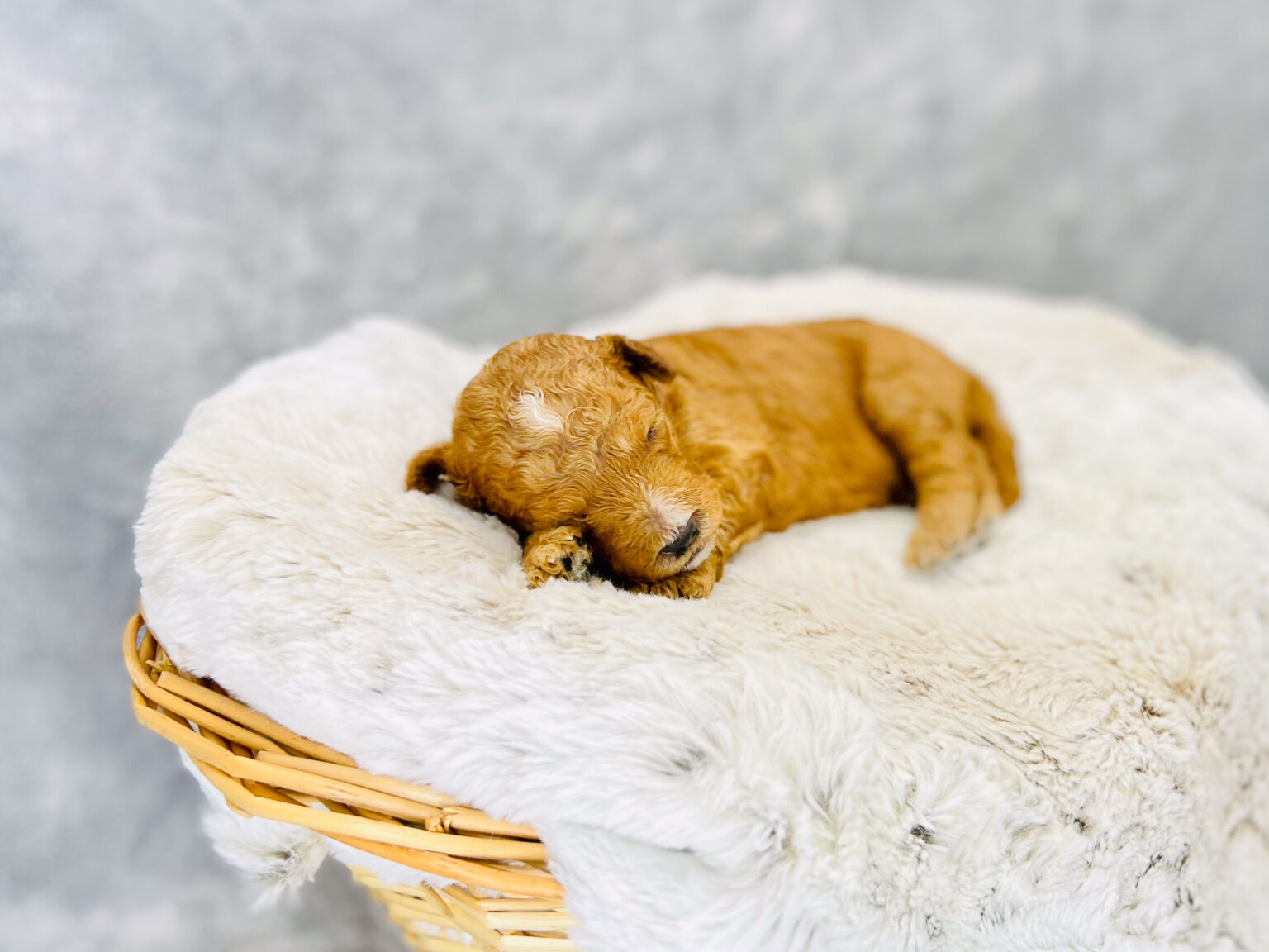 I am just a tiny baby and would love to join your family soon! Of course, you can’t see how cute and curly I will be when I get older, so the Dog Club will send updated photos when I am about 6 to 7 weeks old, if you choose to adopt me. Infant puppy deposits are refundable or transferrable.