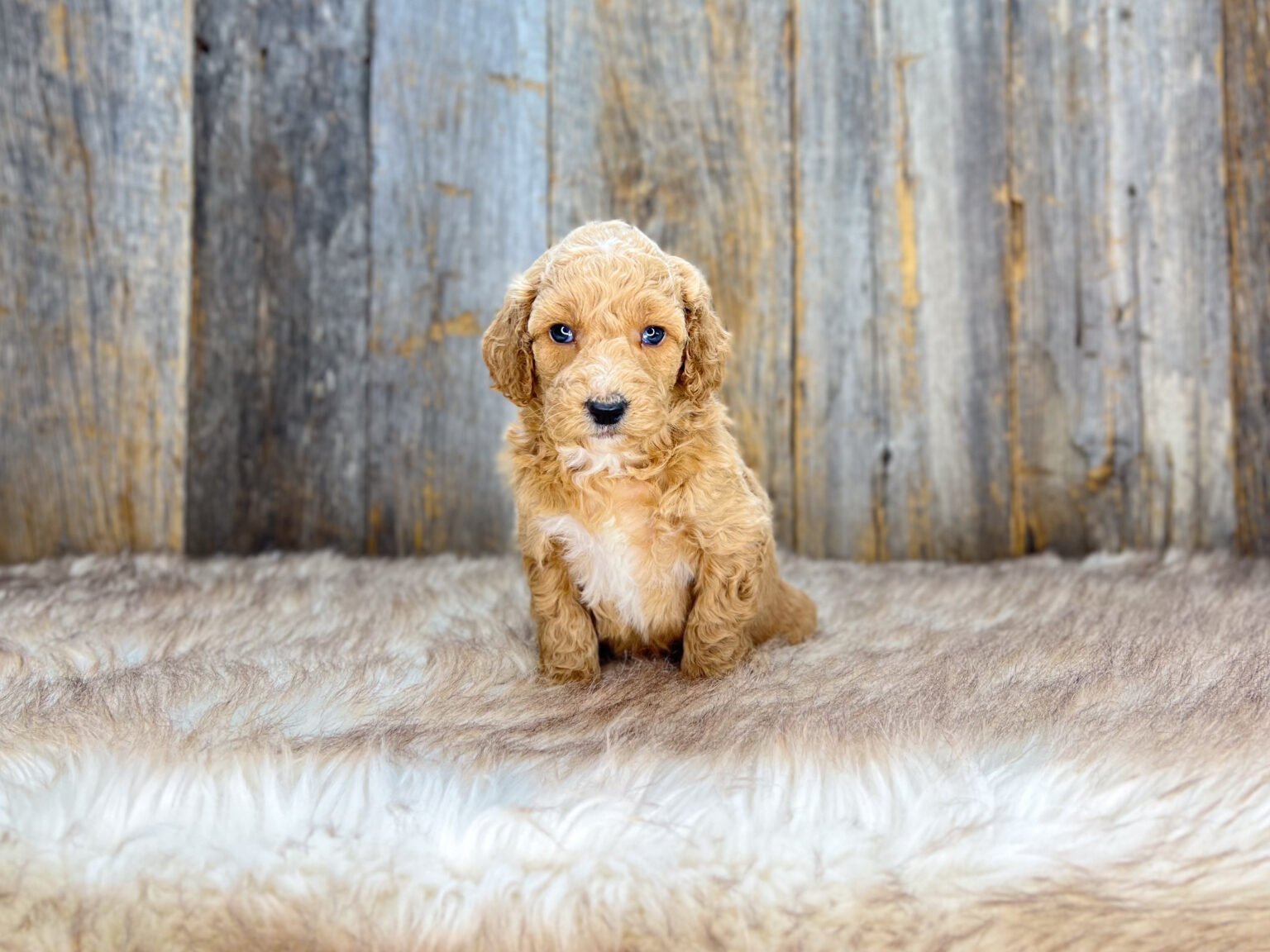 I am just a tiny baby and would love to join your family soon! Of course, you can’t see how cute and curly I will be when I get older, so the Dog Club will send updated photos when I am about 6 to 7 weeks old, if you choose to adopt me. Infant puppy deposits are refundable or transferrable.