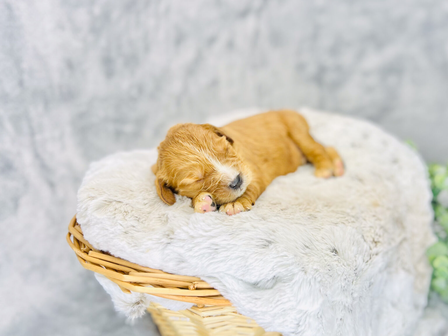 I am just a tiny baby and would love to join your family soon! Of course, you can’t see how cute and curly I will be when I get older, so the Dog Club will send updated photos when I am about 6 to 7 weeks old, if you choose to adopt me. Infant puppy deposits are refundable or transferrable.