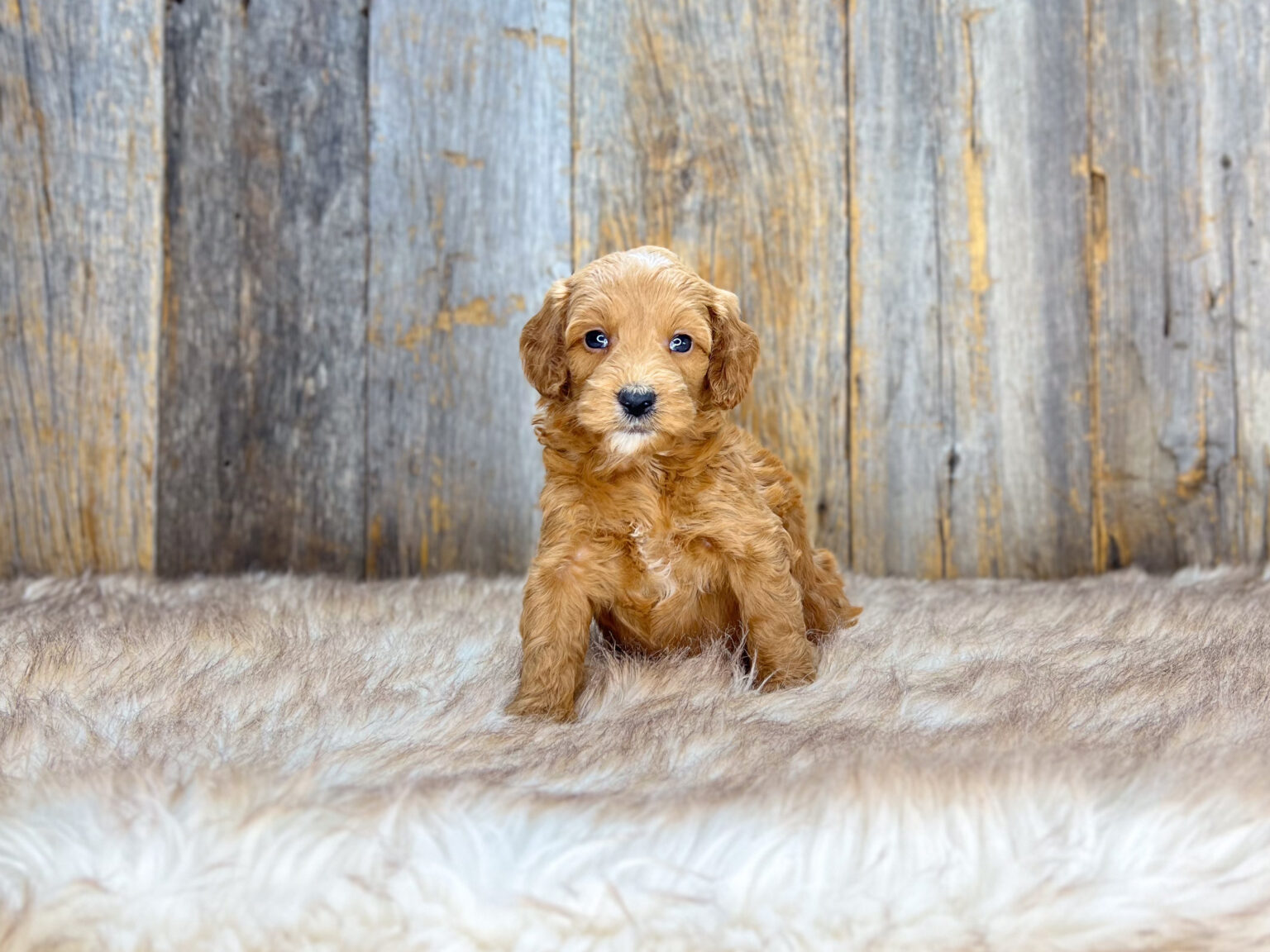 I am just a tiny baby and would love to join your family soon! Of course, you can’t see how cute and curly I will be when I get older, so the Dog Club will send updated photos when I am about 6 to 7 weeks old, if you choose to adopt me. Infant puppy deposits are refundable or transferrable.