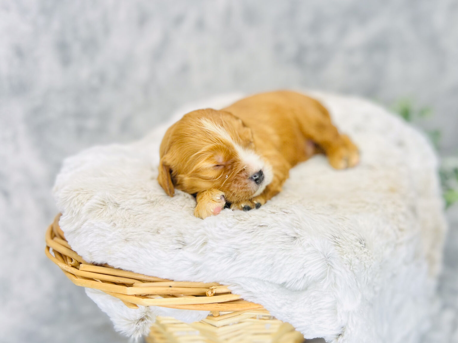 I am just a tiny baby and would love to join your family soon! Of course, you can’t see how cute and curly I will be when I get older, so the Dog Club will send updated photos when I am about 6 to 7 weeks old, if you choose to adopt me. Infant puppy deposits are refundable or transferrable.