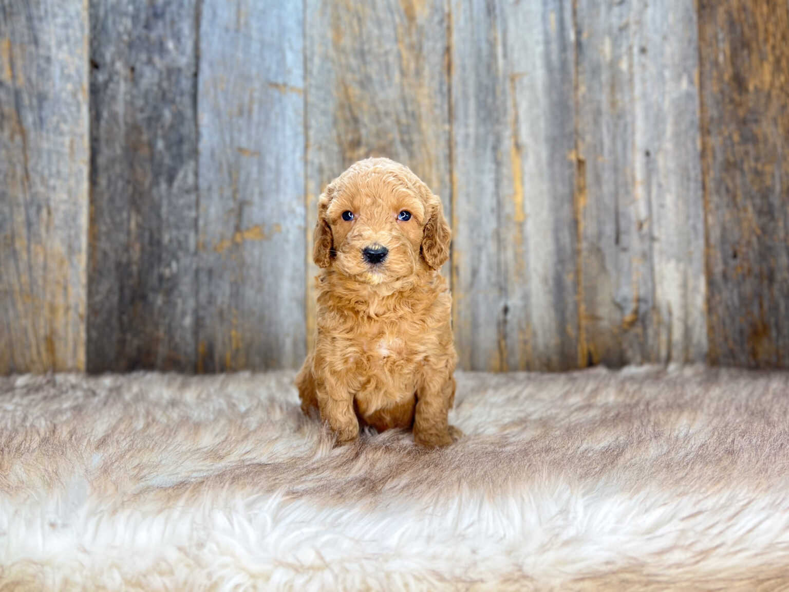 I am just a tiny baby and would love to join your family soon! Of course, you can’t see how cute and curly I will be when I get older, so the Dog Club will send updated photos when I am about 6 to 7 weeks old, if you choose to adopt me. Infant puppy deposits are refundable or transferrable.
