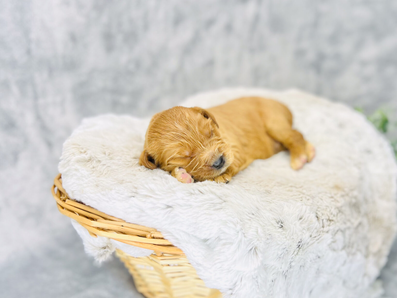 I am just a tiny baby and would love to join your family soon! Of course, you can’t see how cute and curly I will be when I get older, so the Dog Club will send updated photos when I am about 6 to 7 weeks old, if you choose to adopt me. Infant puppy deposits are refundable or transferrable.