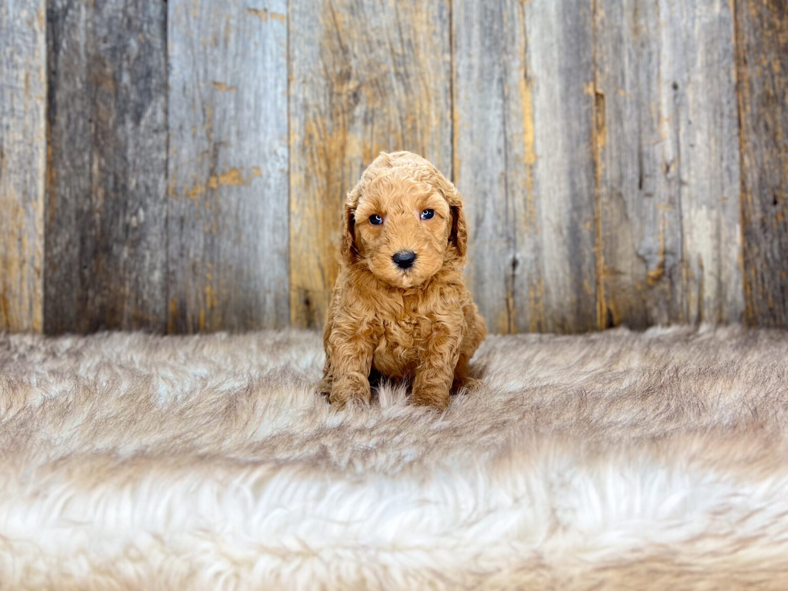 I am just a tiny baby and would love to join your family soon! Of course, you can’t see how cute and curly I will be when I get older, so the Dog Club will send updated photos when I am about 6 to 7 weeks old, if you choose to adopt me. Infant puppy deposits are refundable or transferrable.