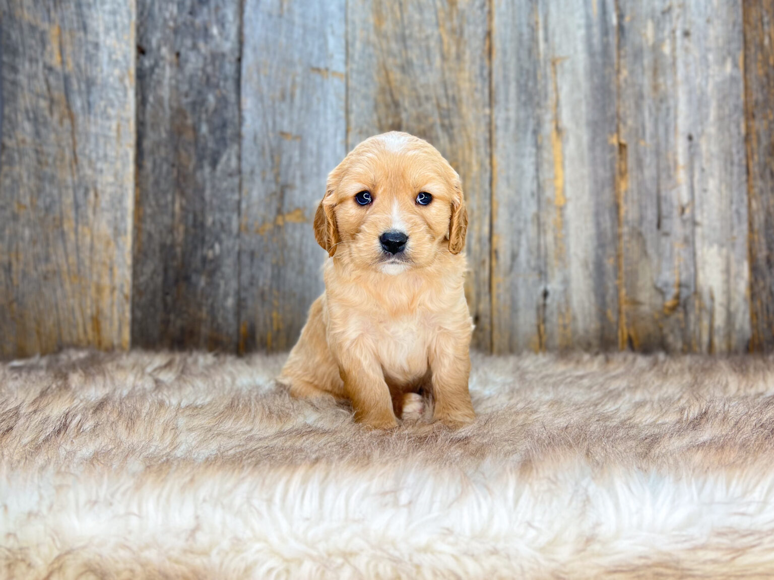 I am just a tiny baby and would love to join your family soon! Of course, you can’t see how cute and curly I will be when I get older, so the Dog Club will send updated photos when I am about 6 to 7 weeks old, if you choose to adopt me. Infant puppy deposits are refundable or transferrable.