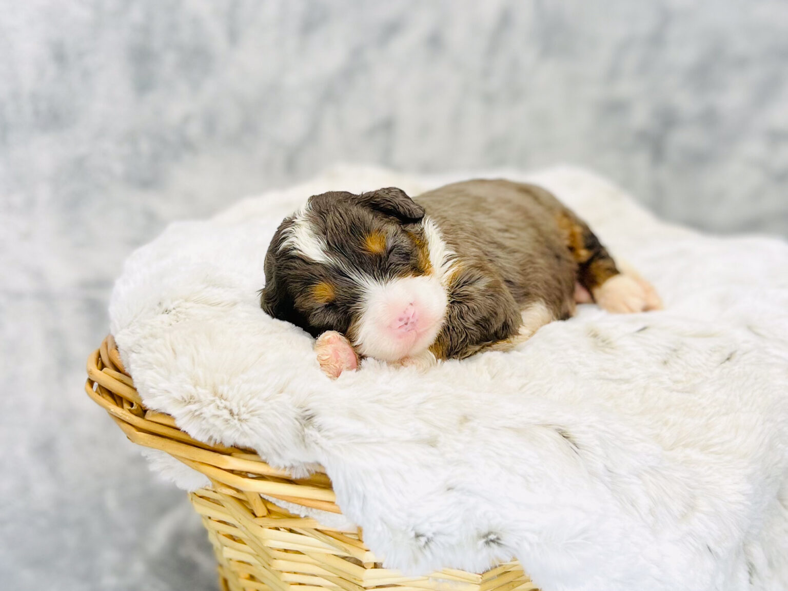 I am just a tiny baby and would love to join your family soon! Of course, you can’t see how cute and curly I will be when I get older, so the Dog Club will send updated photos when I am about 6 to 7 weeks old, if you choose to adopt me. Infant puppy deposits are refundable or transferrable.