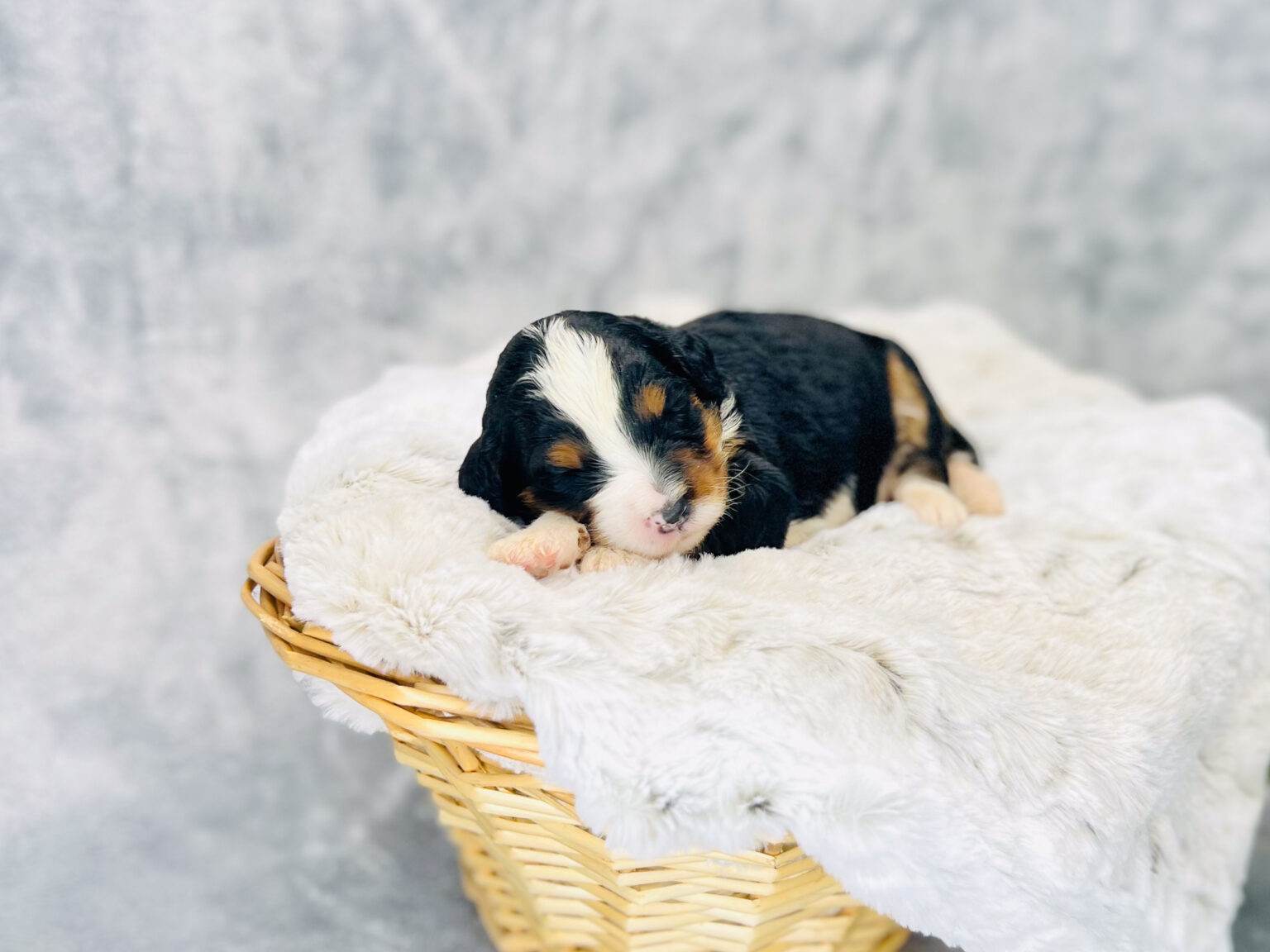 I am just a tiny baby and would love to join your family soon! Of course, you can’t see how cute and curly I will be when I get older, so the Dog Club will send updated photos when I am about 6 to 7 weeks old, if you choose to adopt me. Infant puppy deposits are refundable or transferrable.