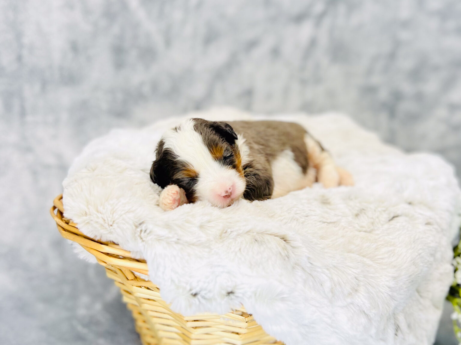 I am just a tiny baby and would love to join your family soon! Of course, you can’t see how cute and curly I will be when I get older, so the Dog Club will send updated photos when I am about 6 to 7 weeks old, if you choose to adopt me. Infant puppy deposits are refundable or transferrable.