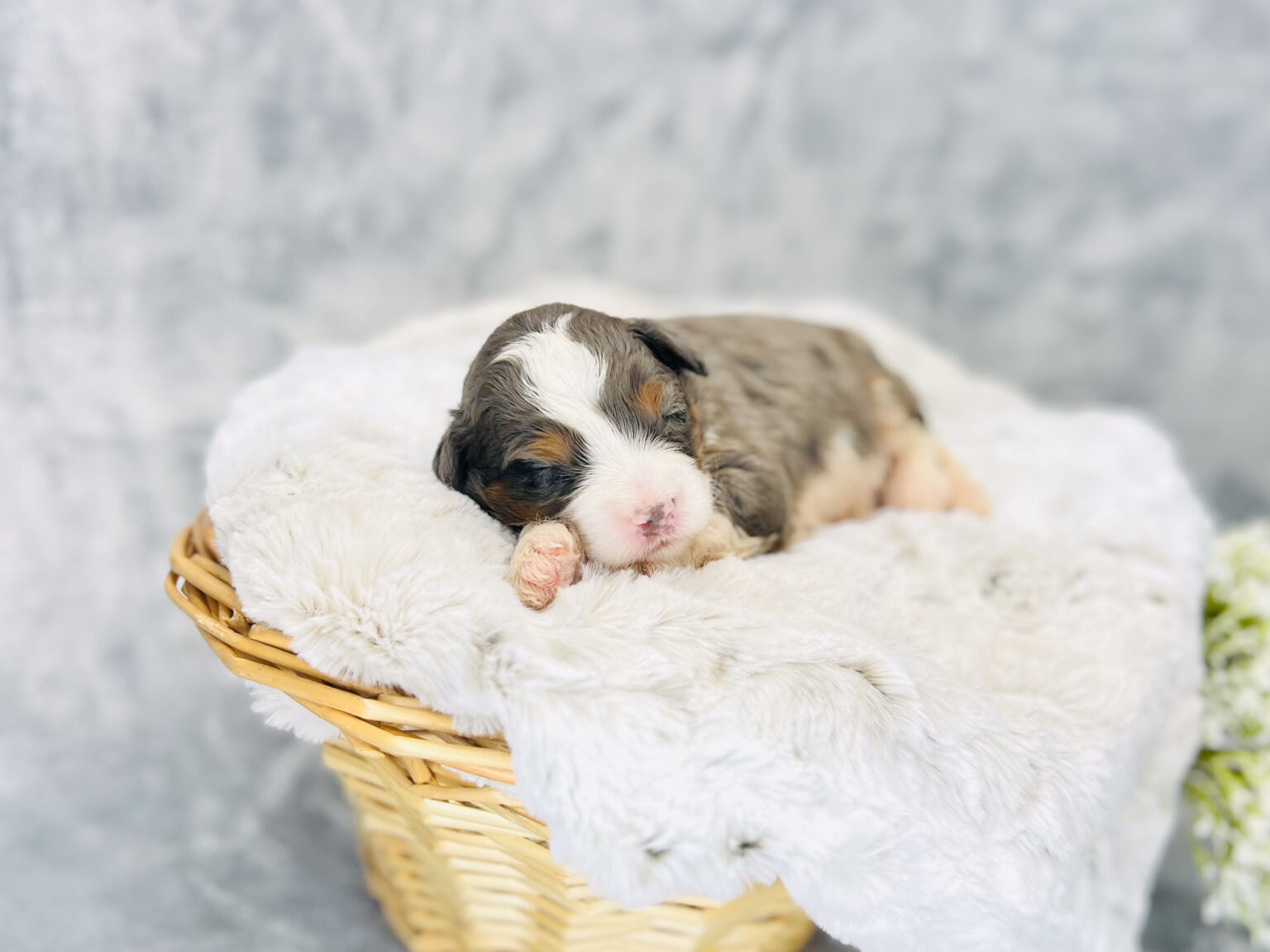 I am just a tiny baby and would love to join your family soon! Of course, you can’t see how cute and curly I will be when I get older, so the Dog Club will send updated photos when I am about 6 to 7 weeks old, if you choose to adopt me. Infant puppy deposits are refundable or transferrable.